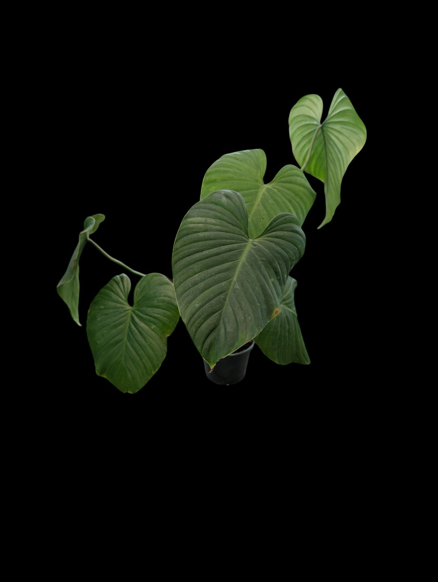 Philodendron roseocataphyllum