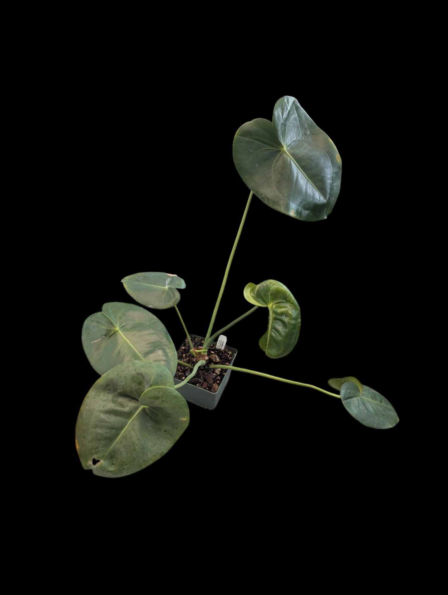 Anthurium corallinum