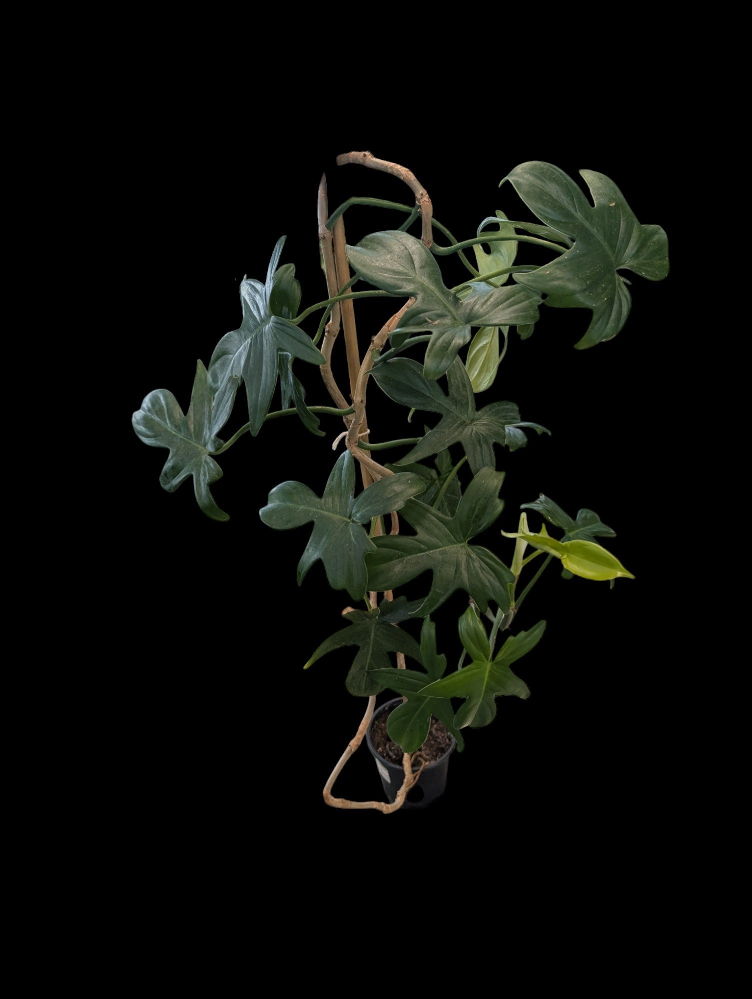 Philodendron panduriforme