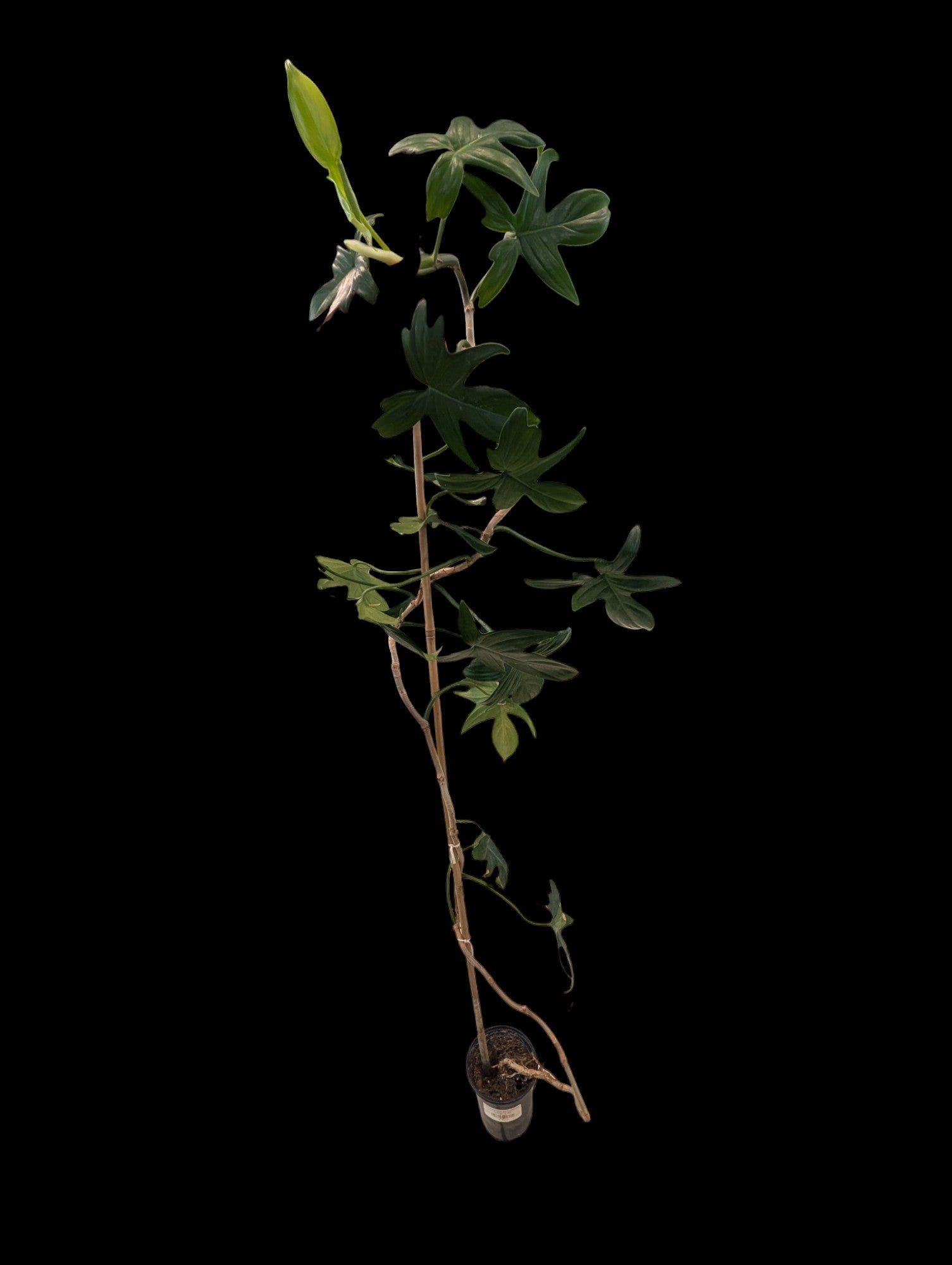 Philodendron panduriforme