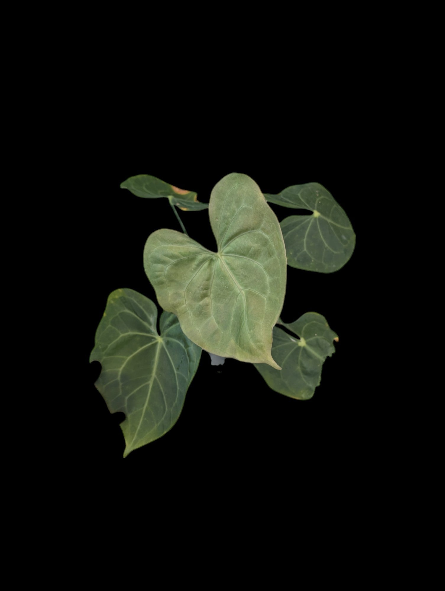 Anthurium pterodactyl