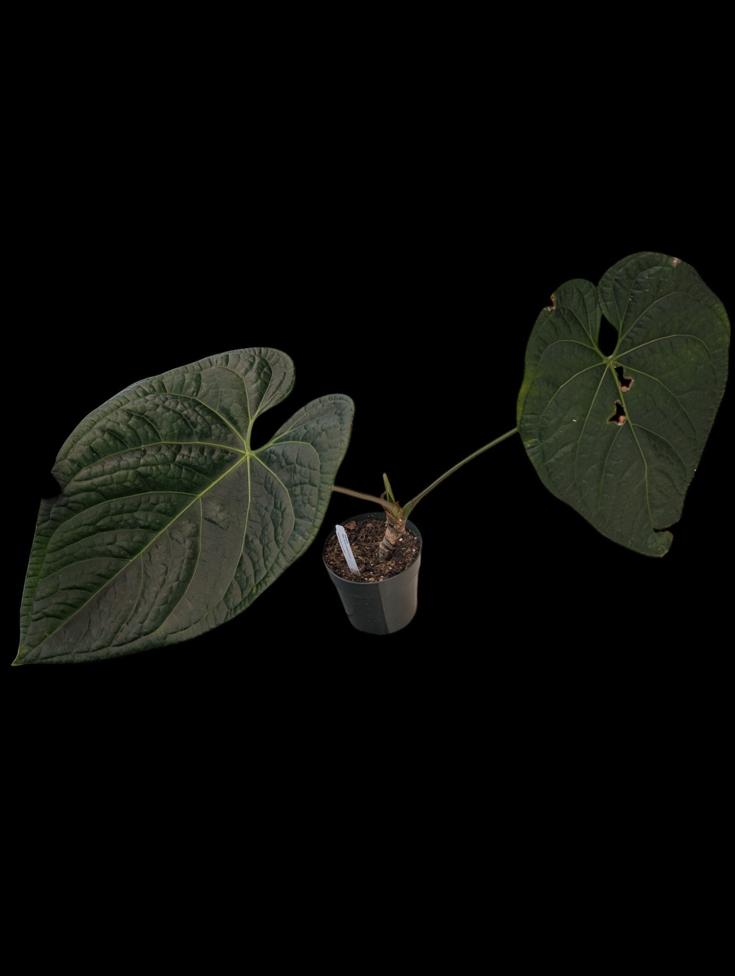 Anthurium Black Diamond 'Inverse Crossing'