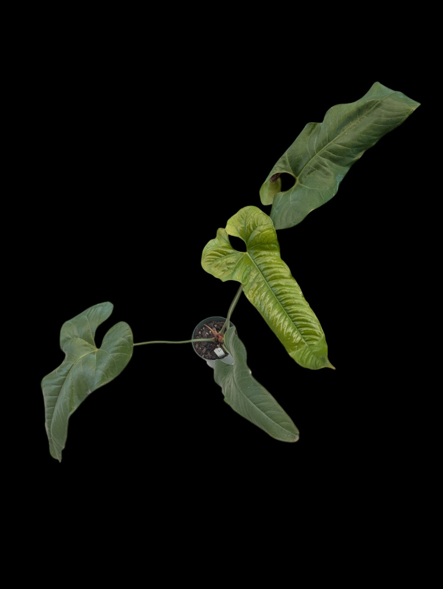 Anthurium ivanportillae