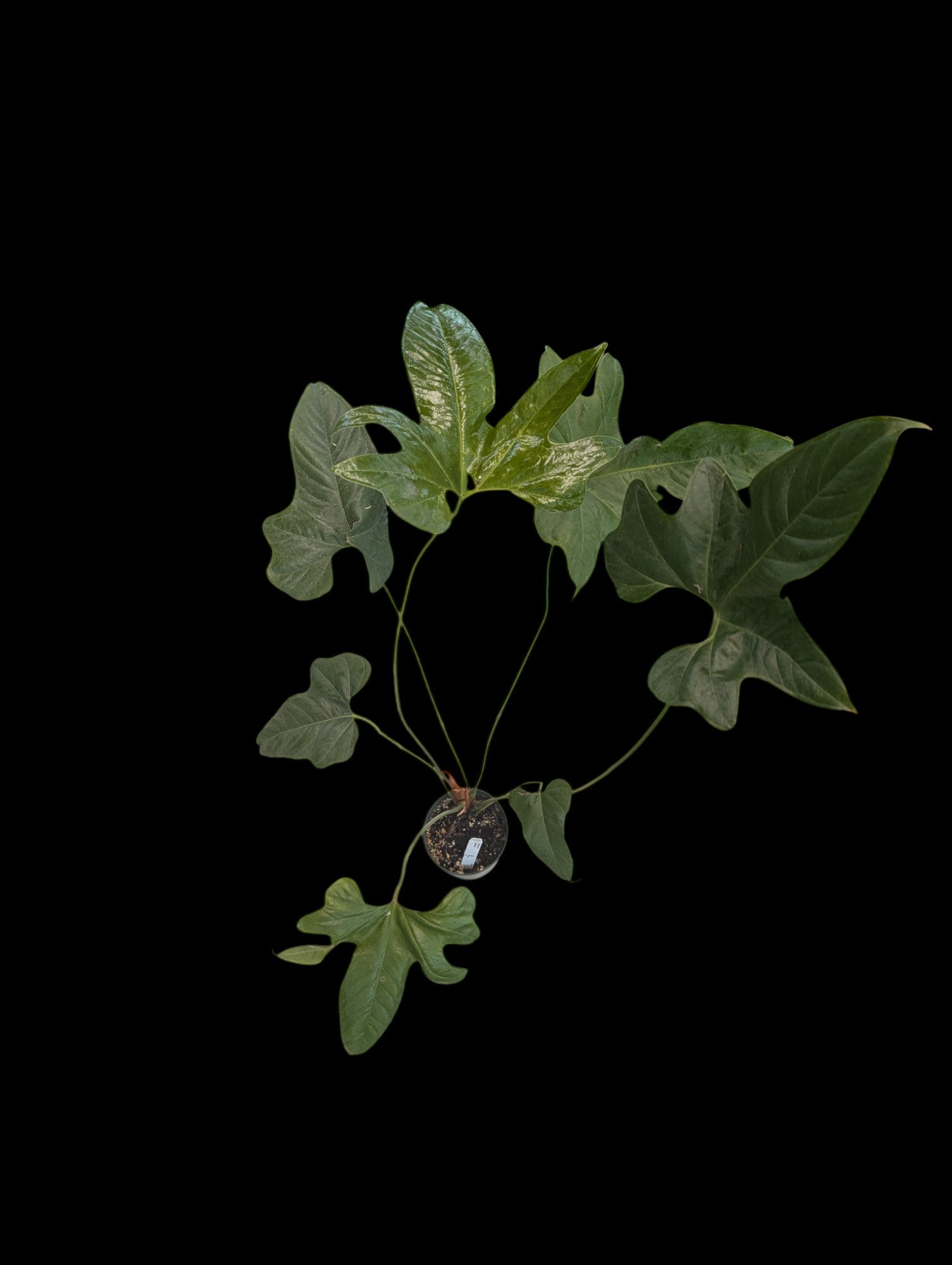 Anthurium pedatum
