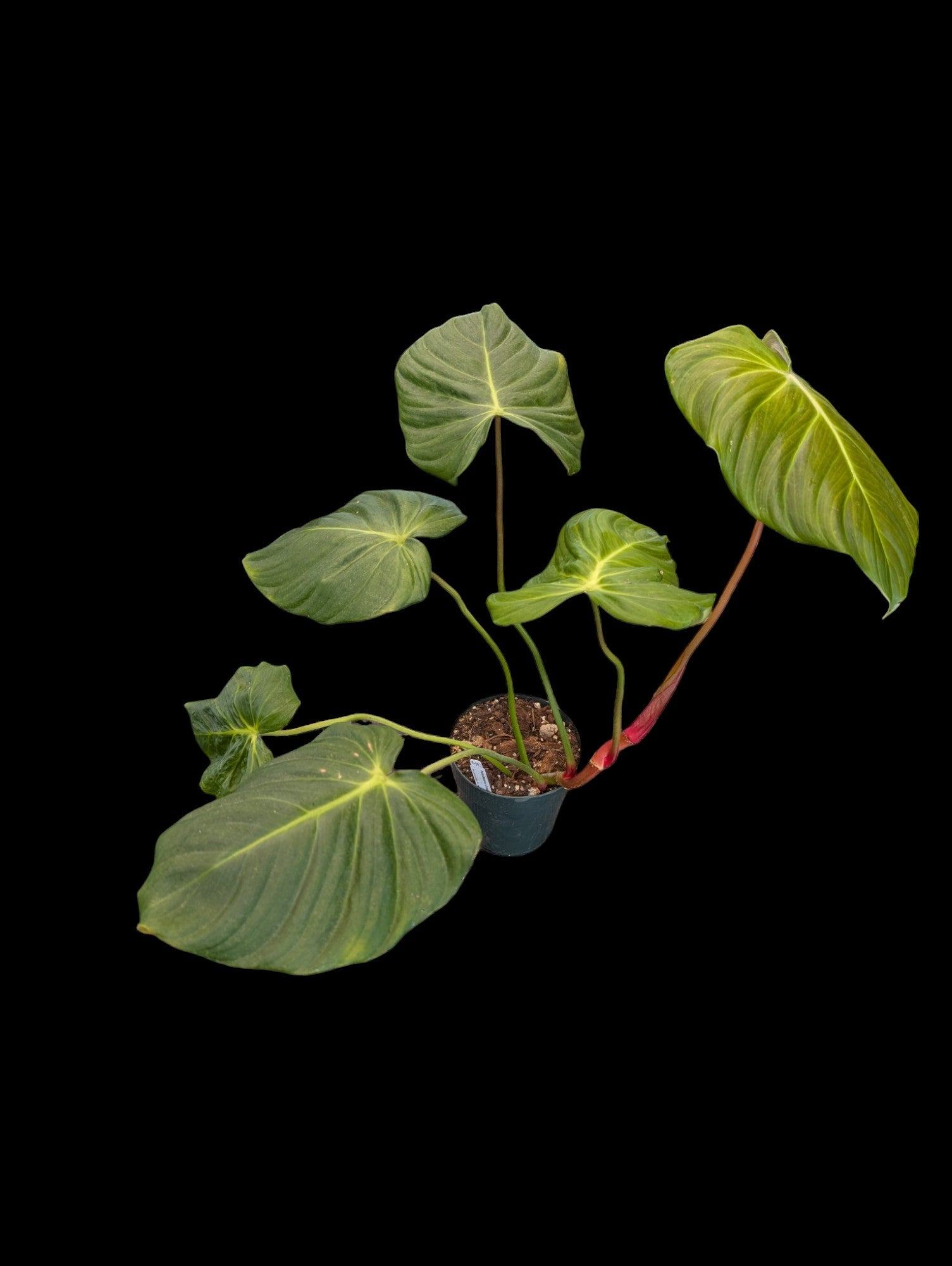 Célébration du Philodendron