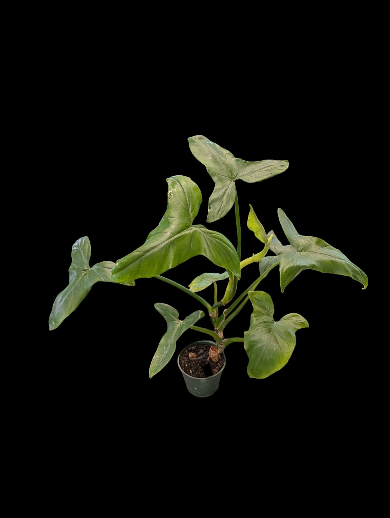 Philodendron sagittifolium