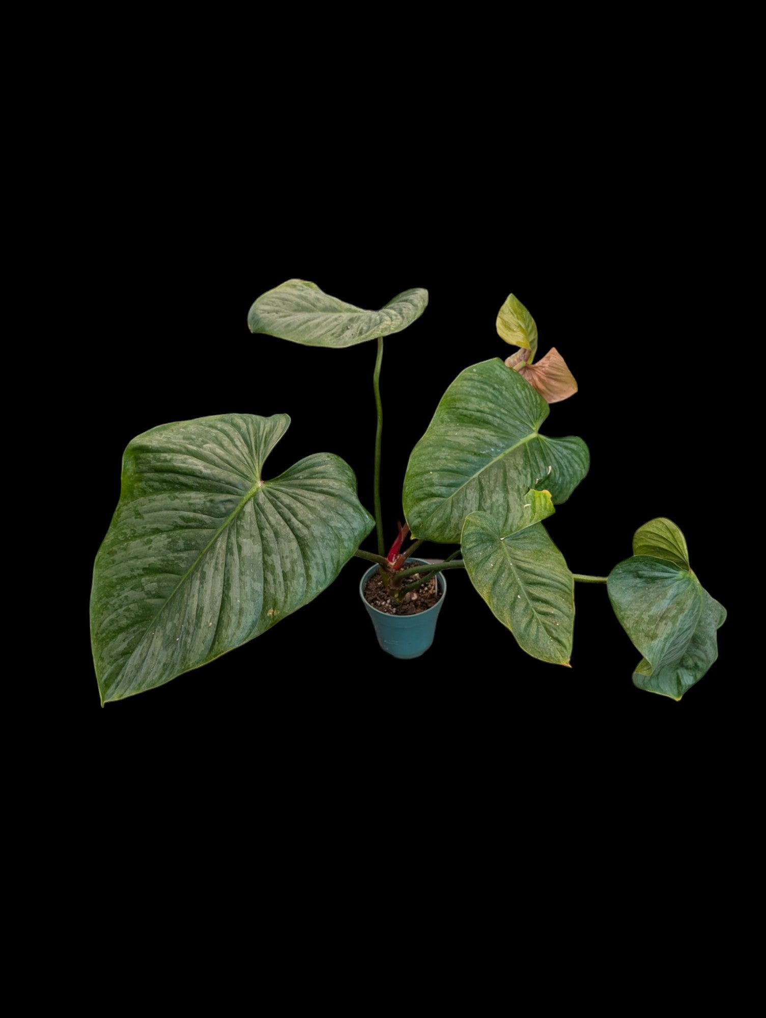 Philodendron mamei x P. lynamii