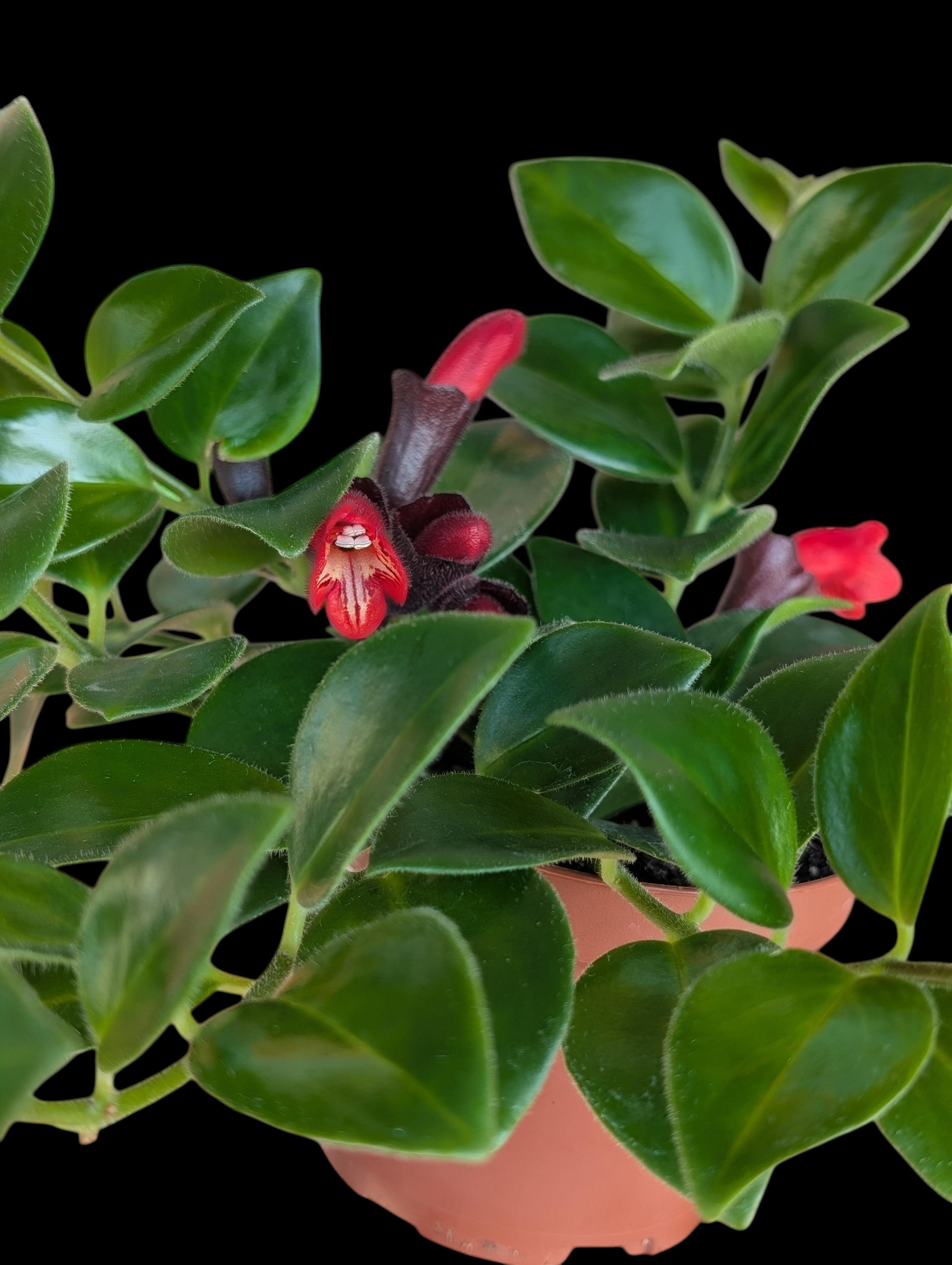 Rouge à lèvres Mona Lisa Vine