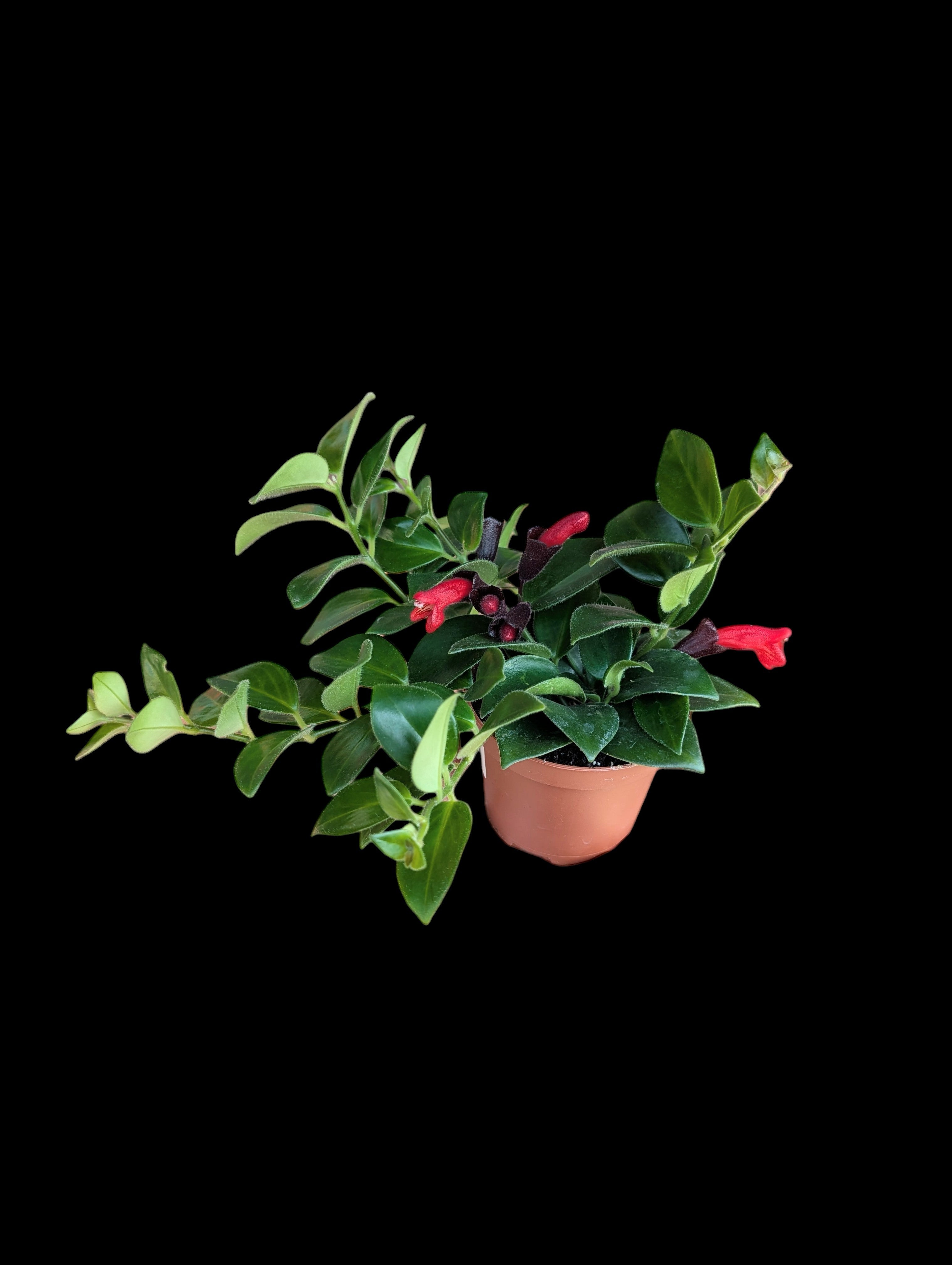 Rouge à lèvres Mona Lisa Vine