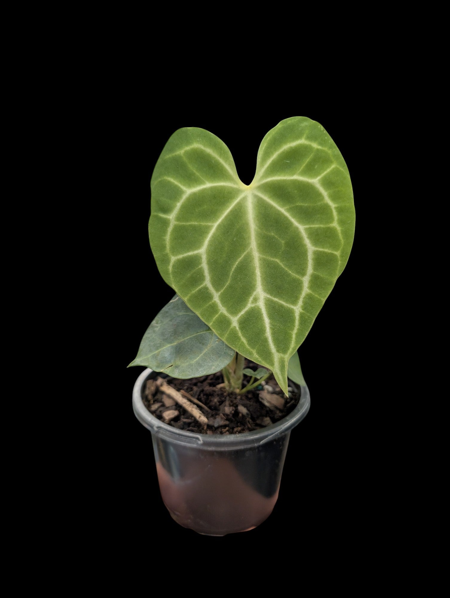 Anthurium clarinervium