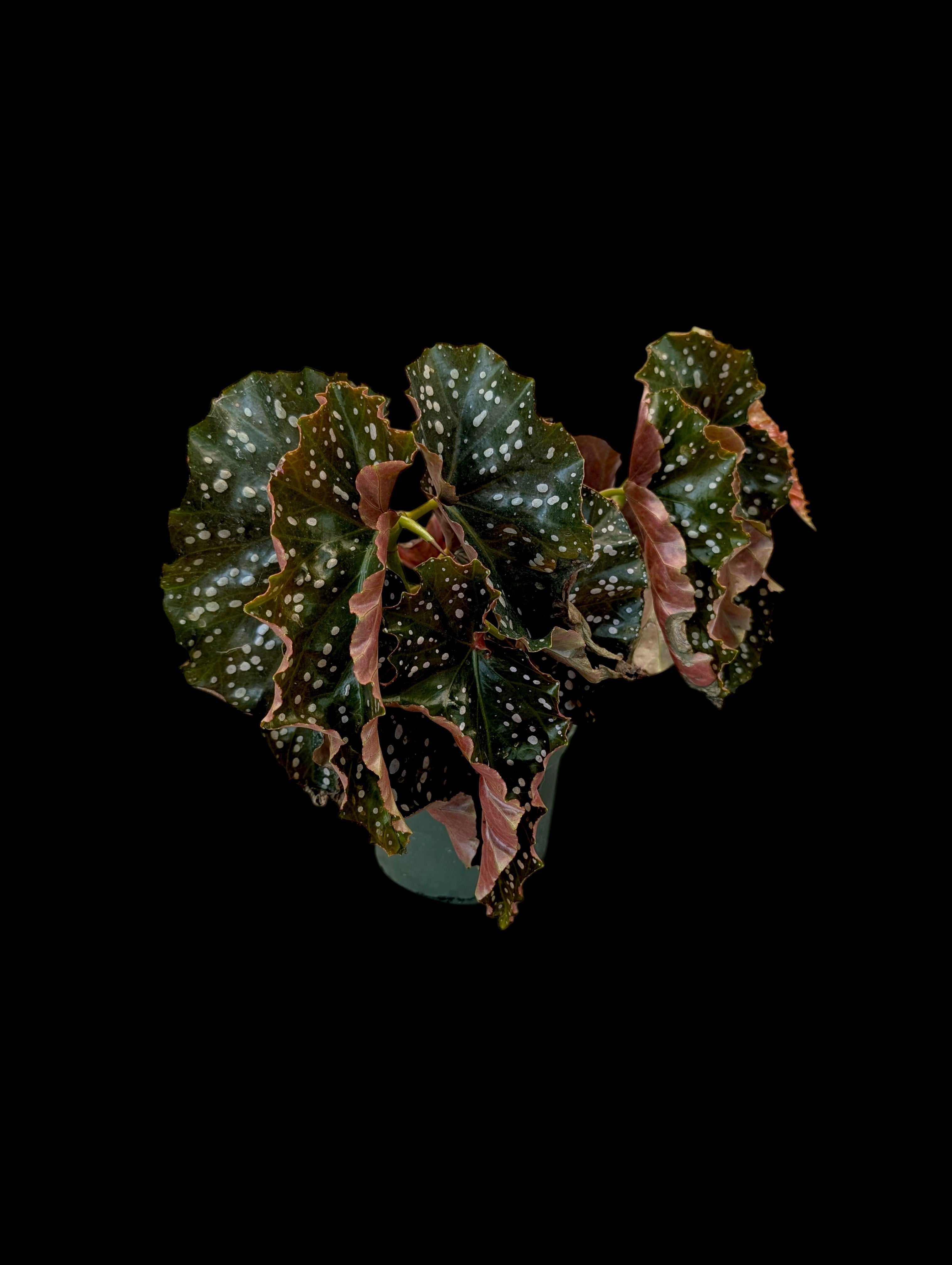 Begonia Cracklin Rosie