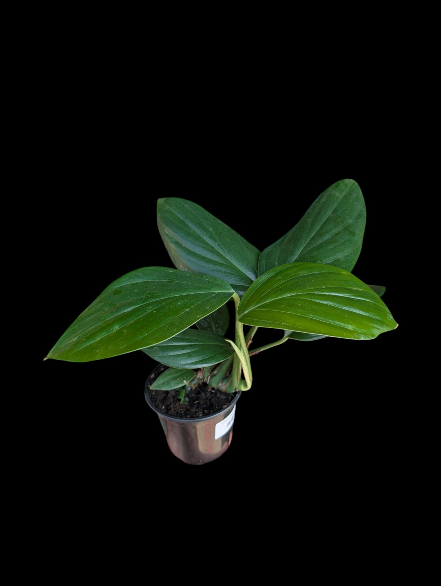 Rhaphidophora decursiva