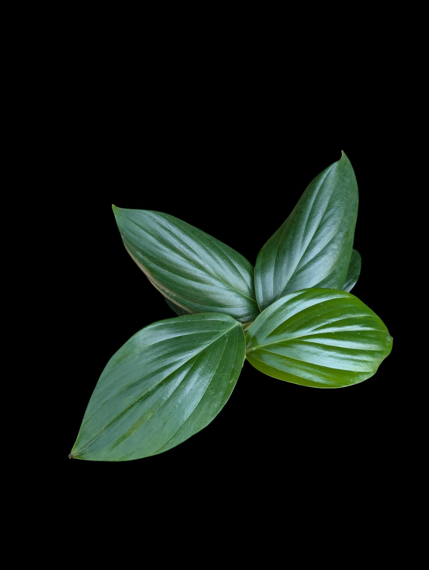 Rhaphidophora decursiva