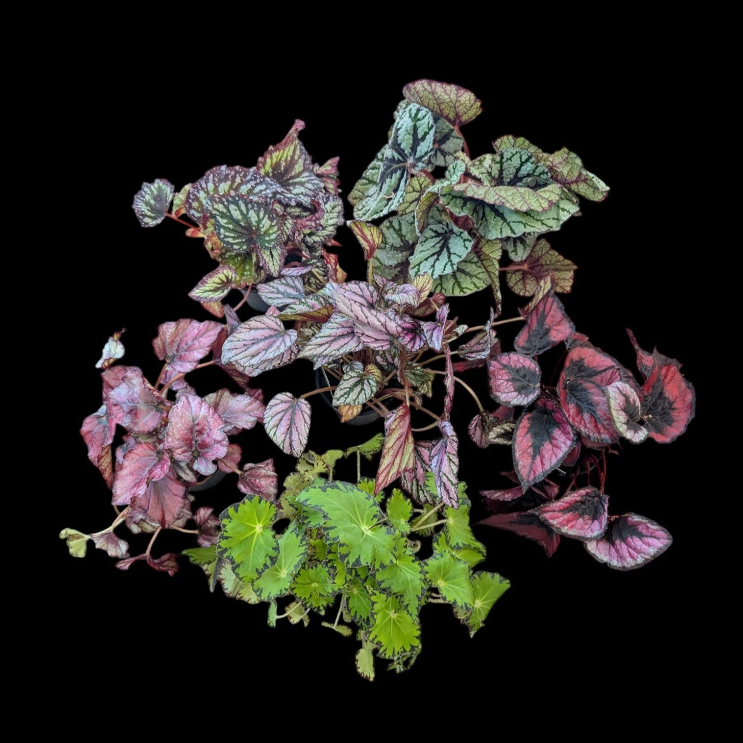 Assortiment de bégonias Rex