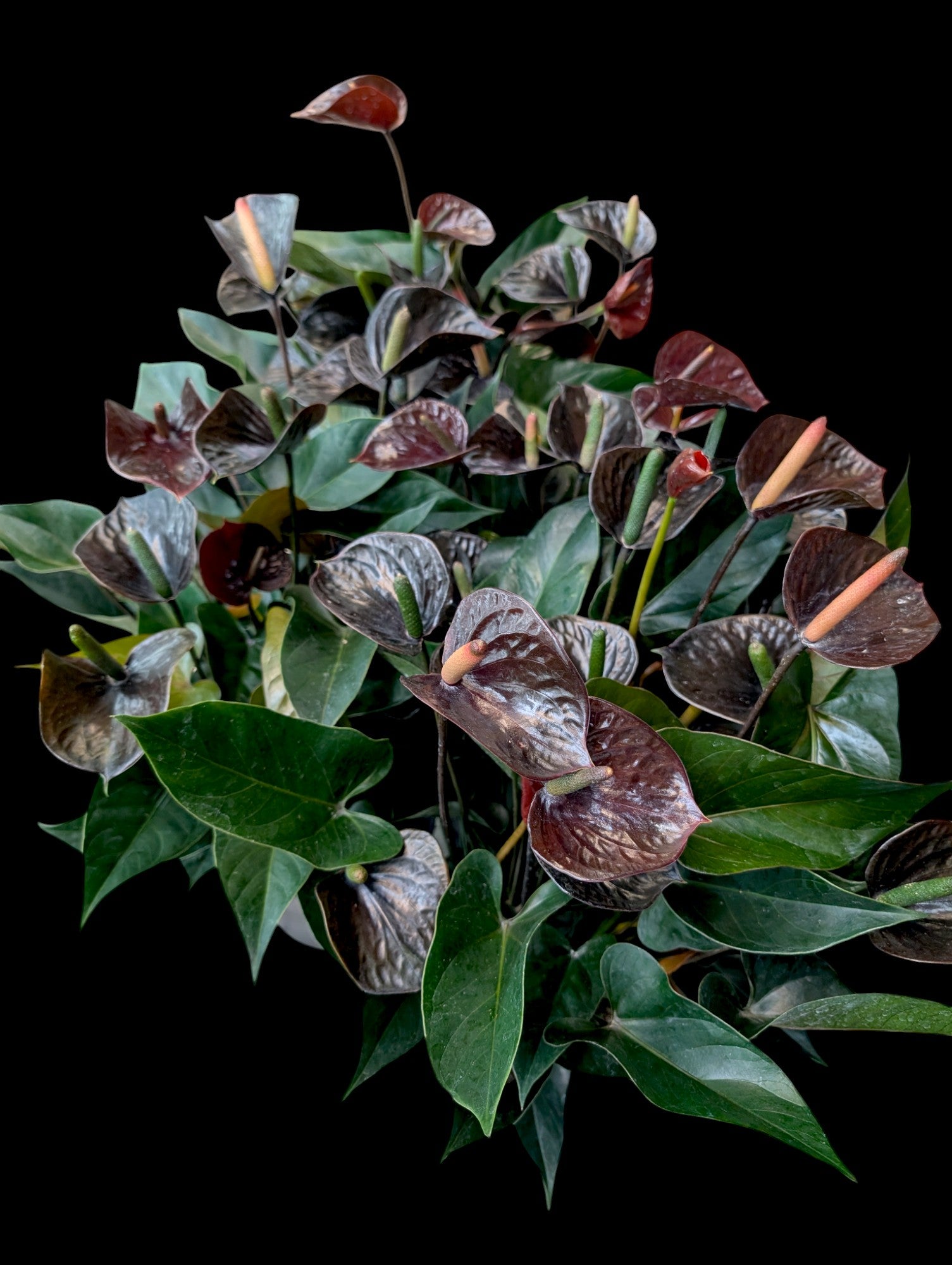 anthurium black love care Anthurium 'Black Love'