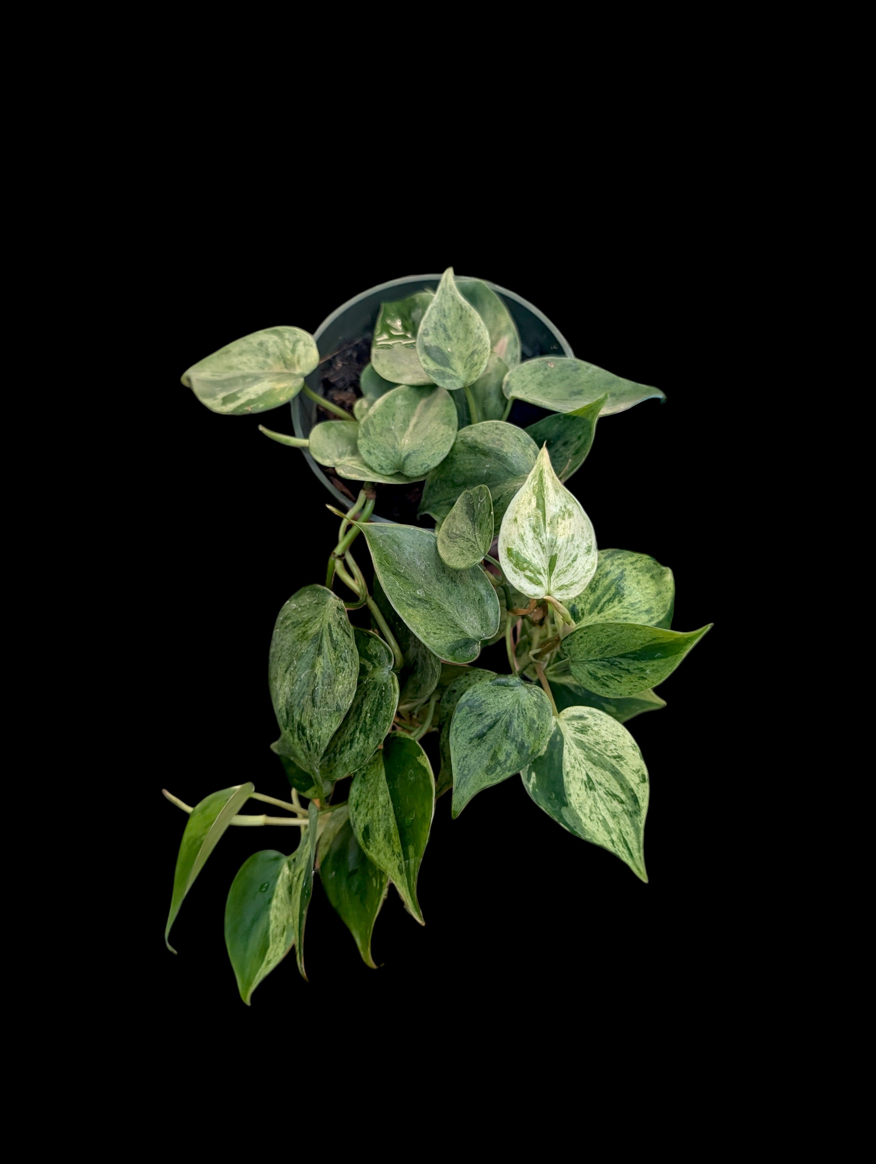 variegated philodendron hederaceum Philodendron hederaceum variegated