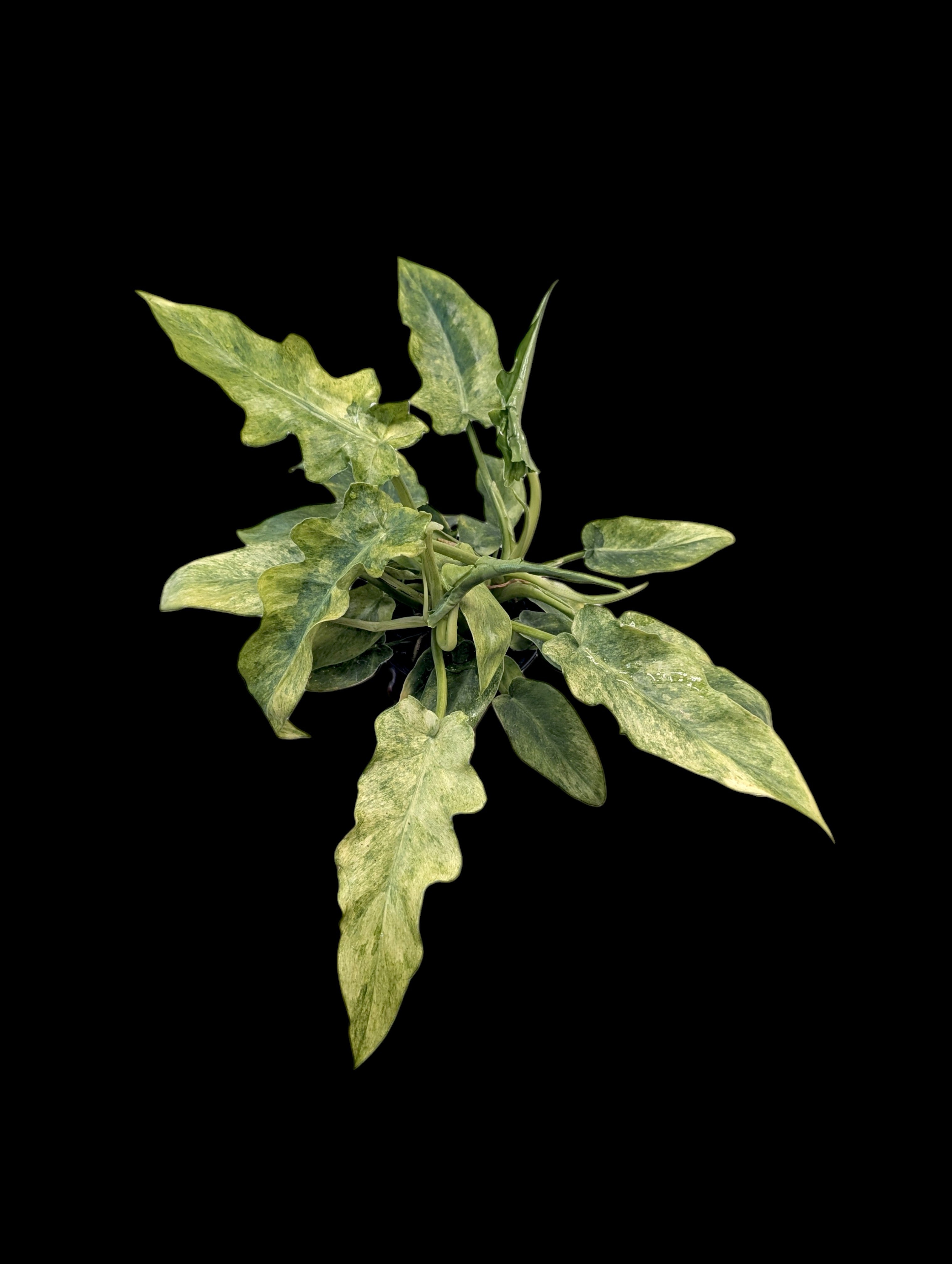 philodendron bob cee Philodendron Bob Cee Variegated