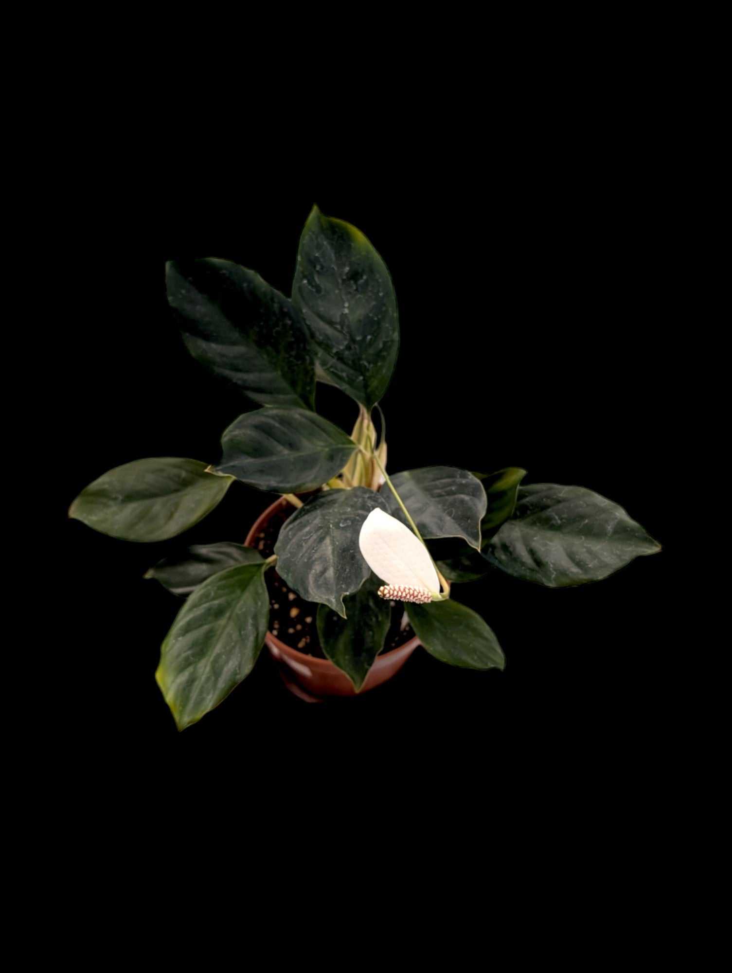Spathiphyllum ivanportillae