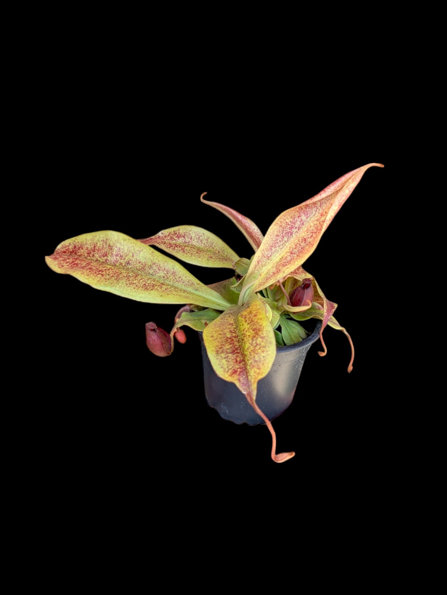 Nepenthes ampullaria