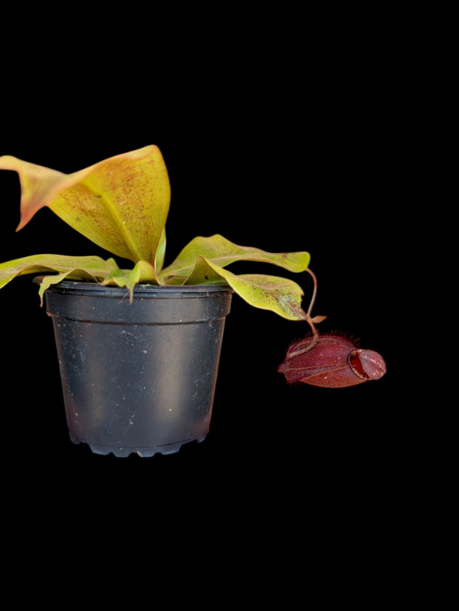 Nepenthes ampullaria