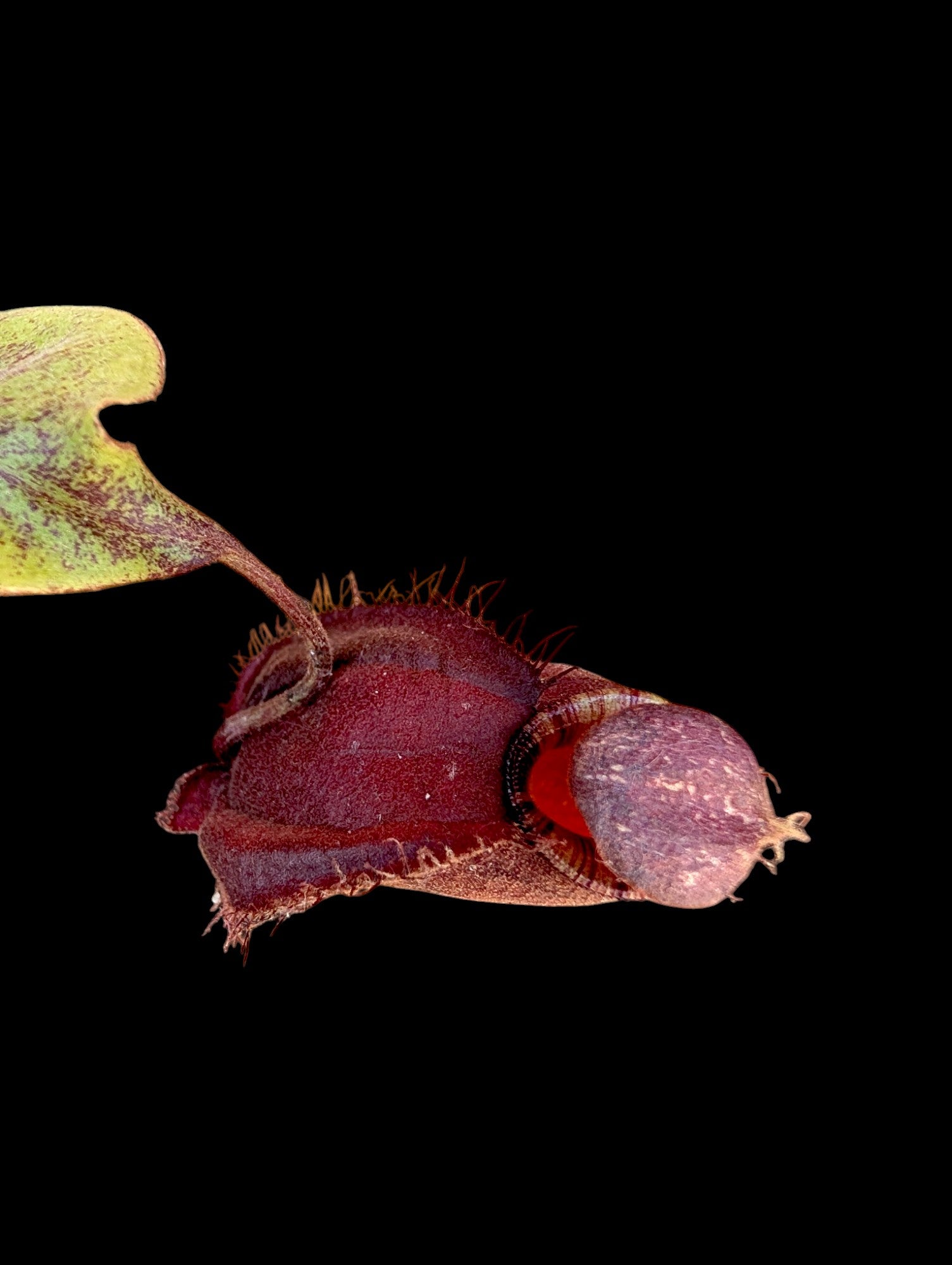 Nepenthes ampullaria