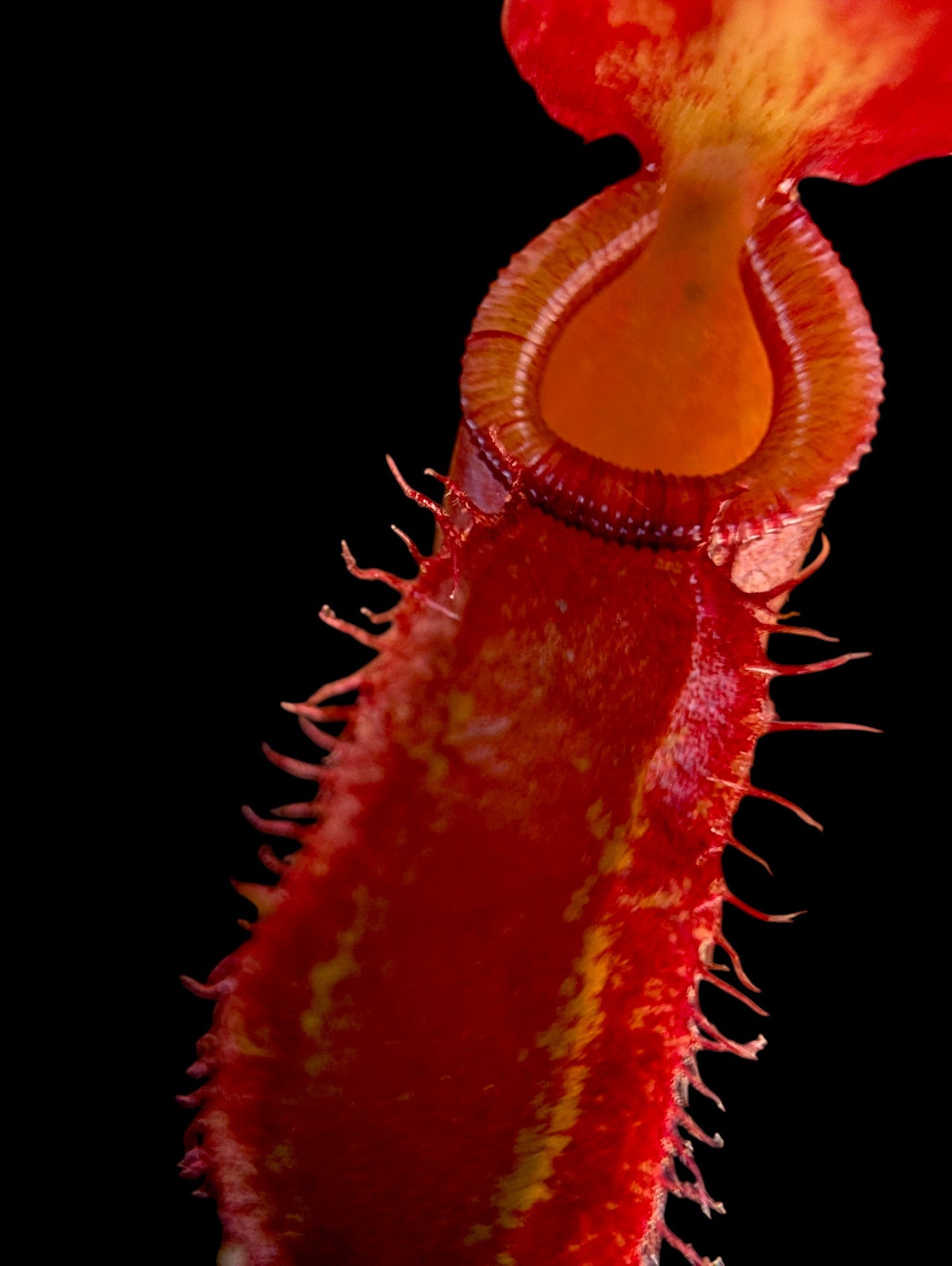 Nepenthes dyeriana cf.