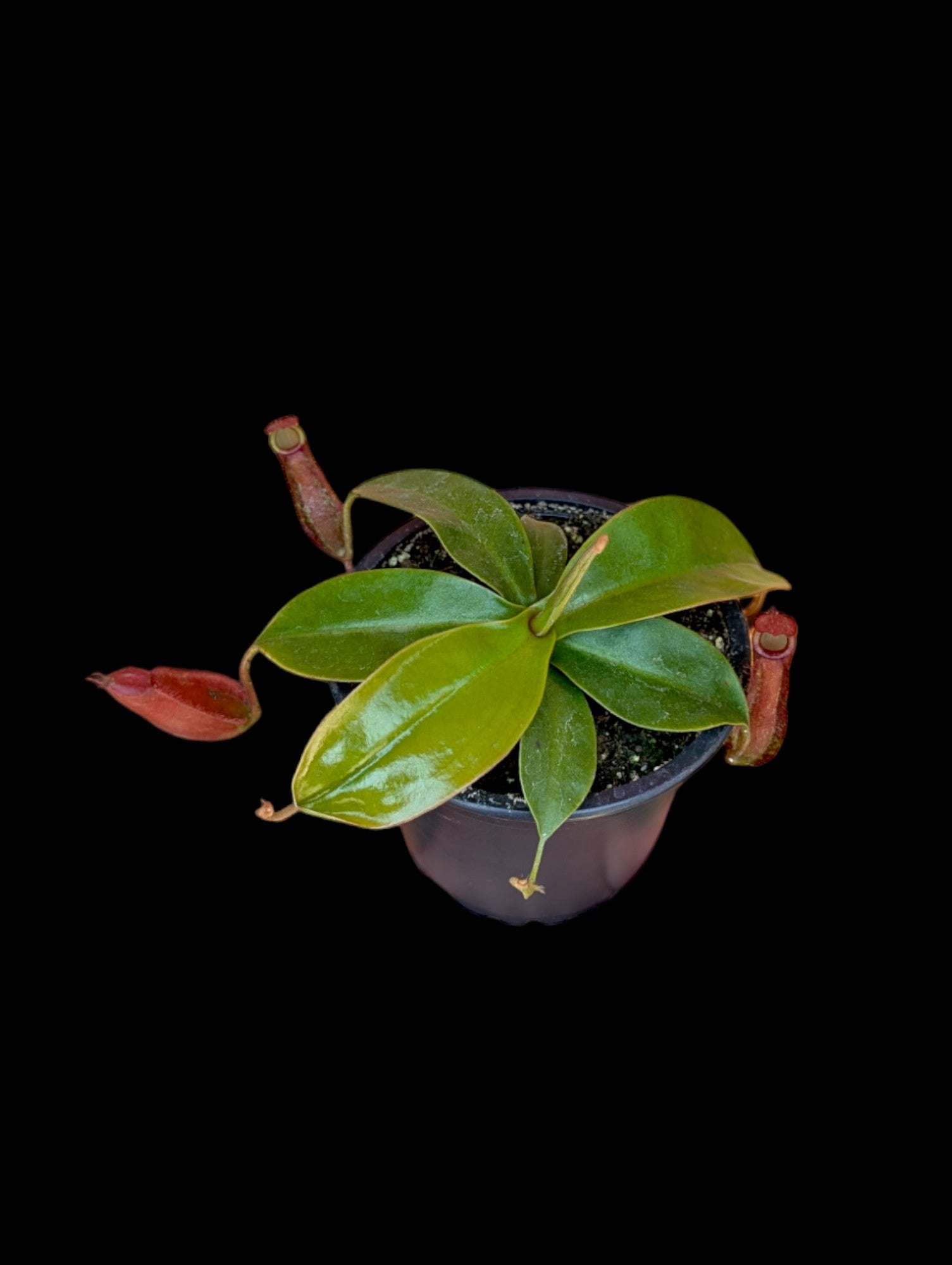 Nepenthes dyeriana cf.