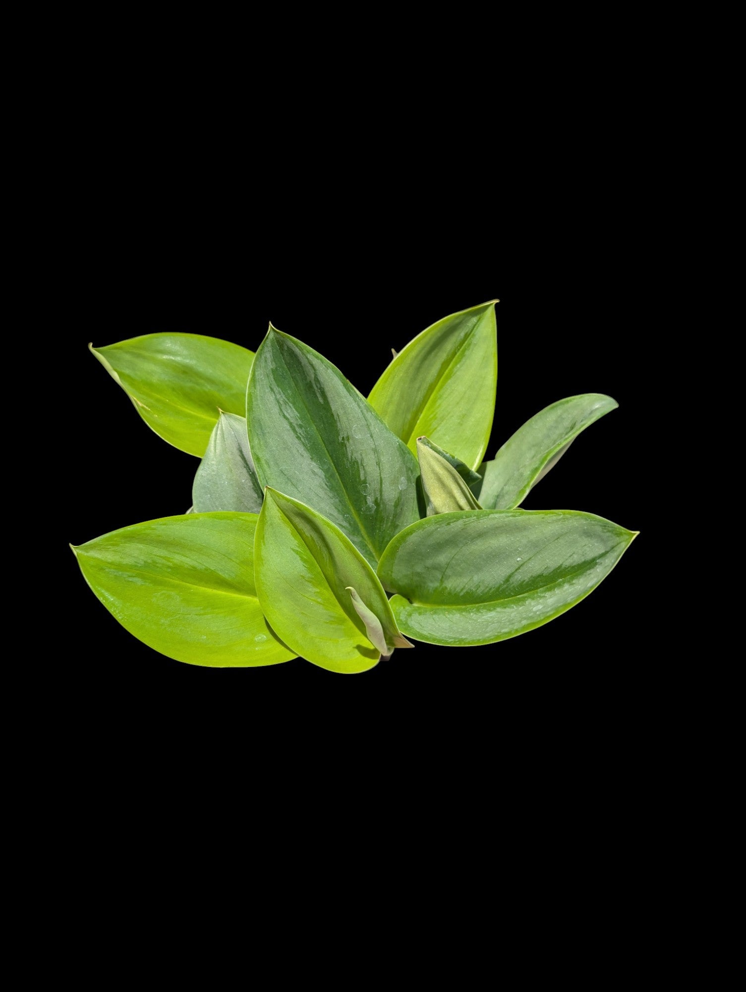 Scindapsus treubii Clair de lune