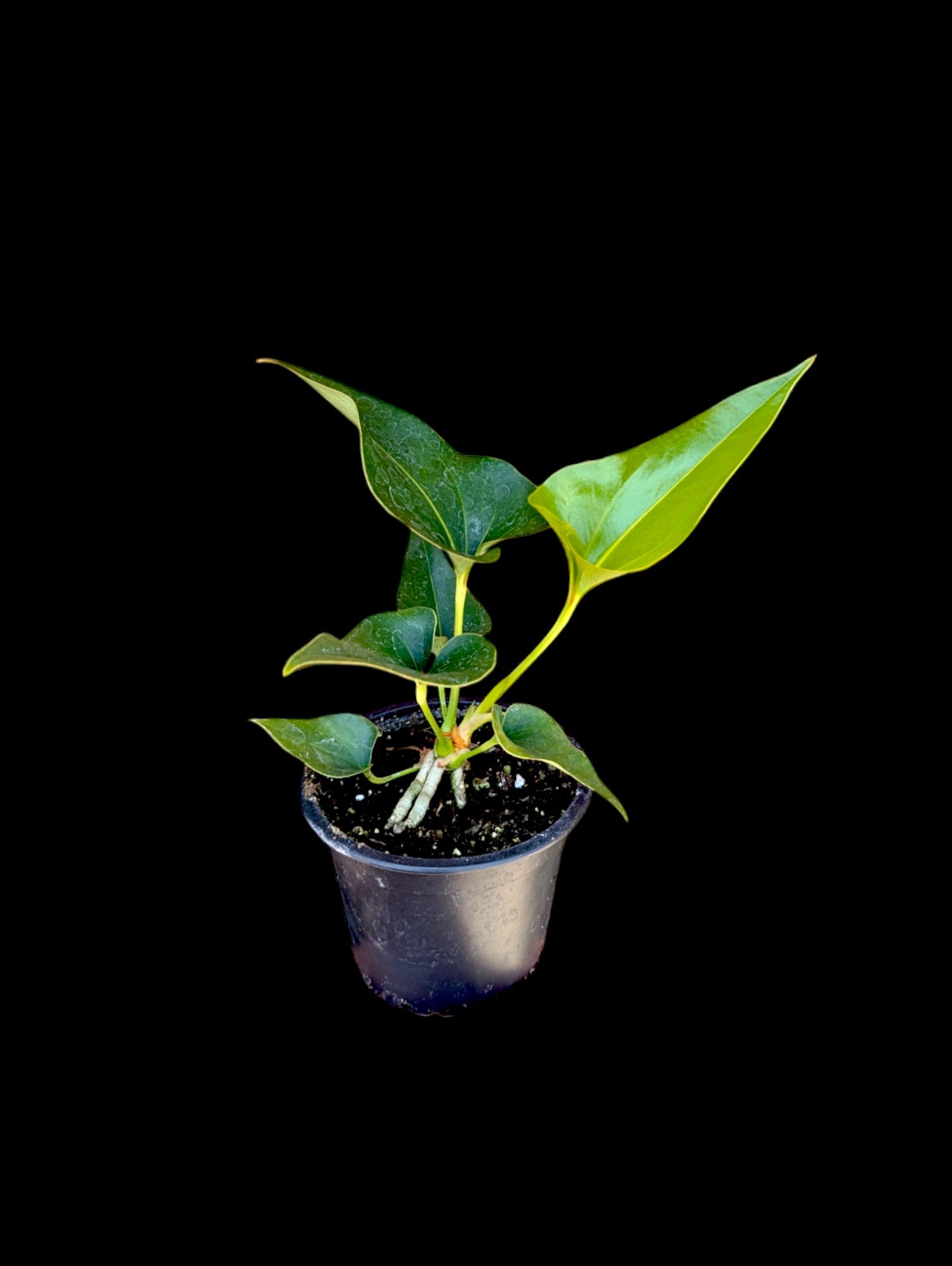 Anthurium corong x villenaorum