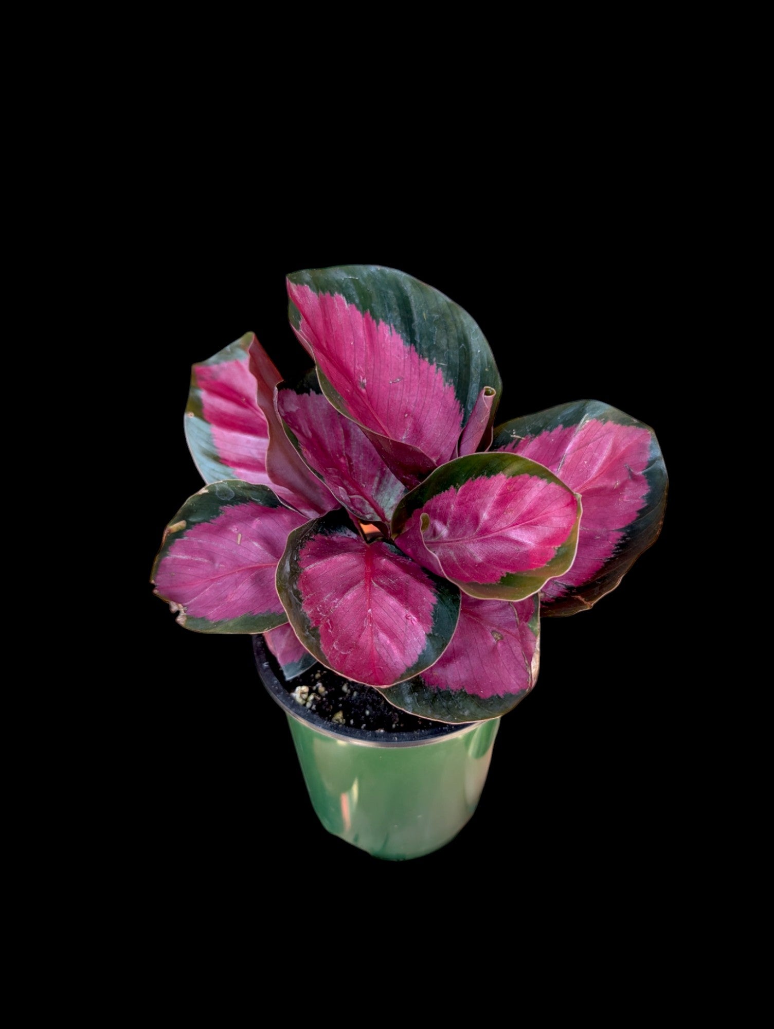 Calathea Rosy