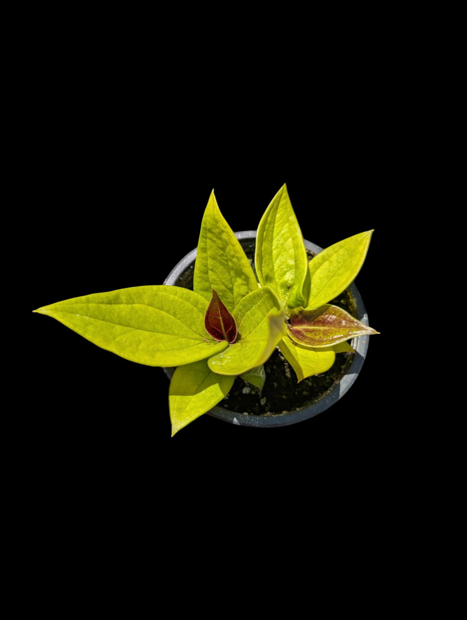 anthurium golden jenmanii Anthurium jenmanii 'Golden'