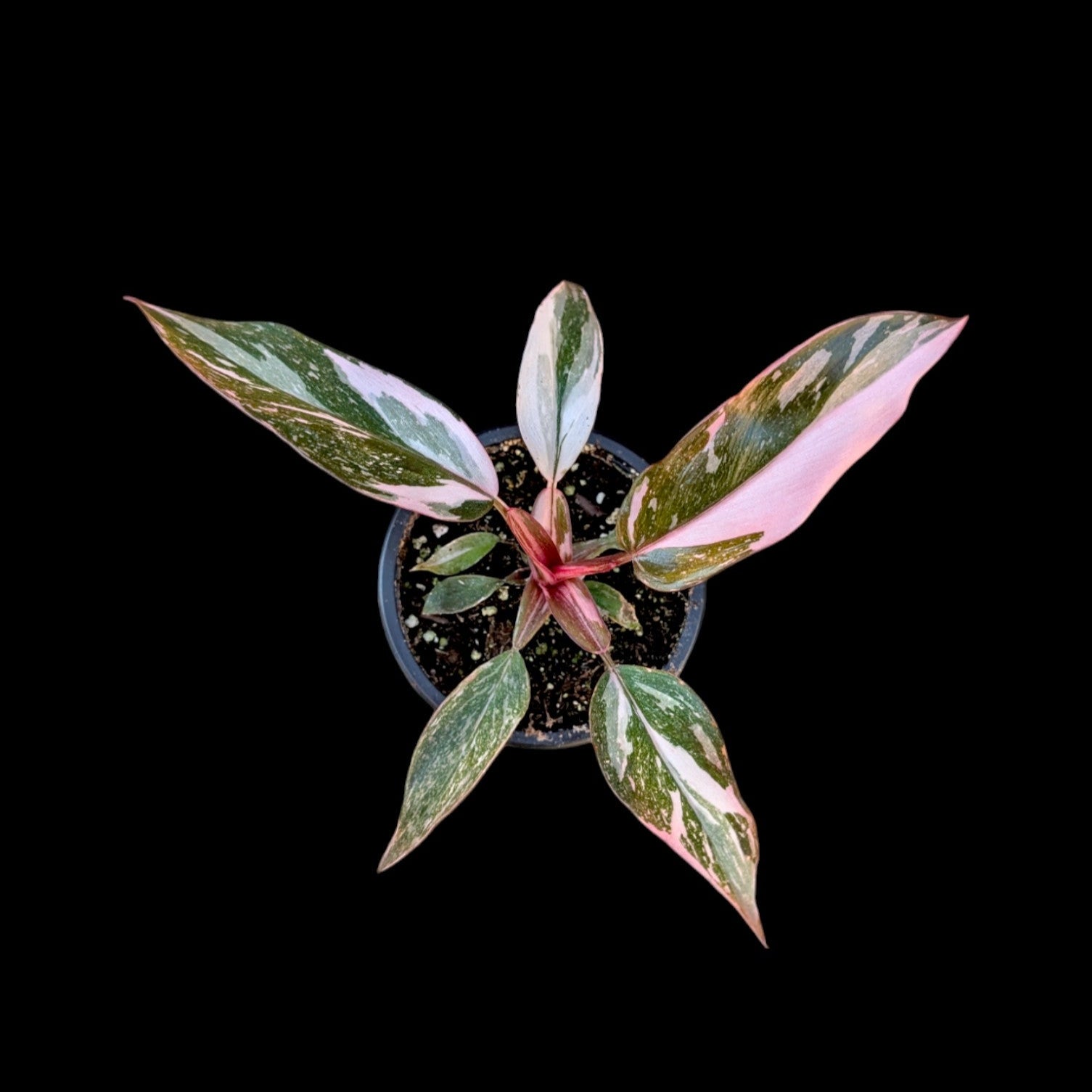 Philodendron Pink Princess