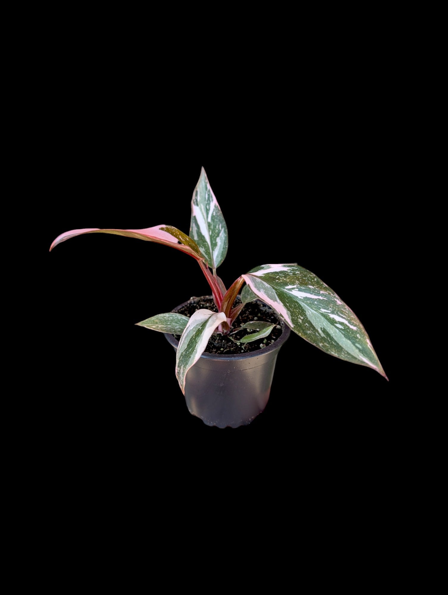 Philodendron Pink Princess