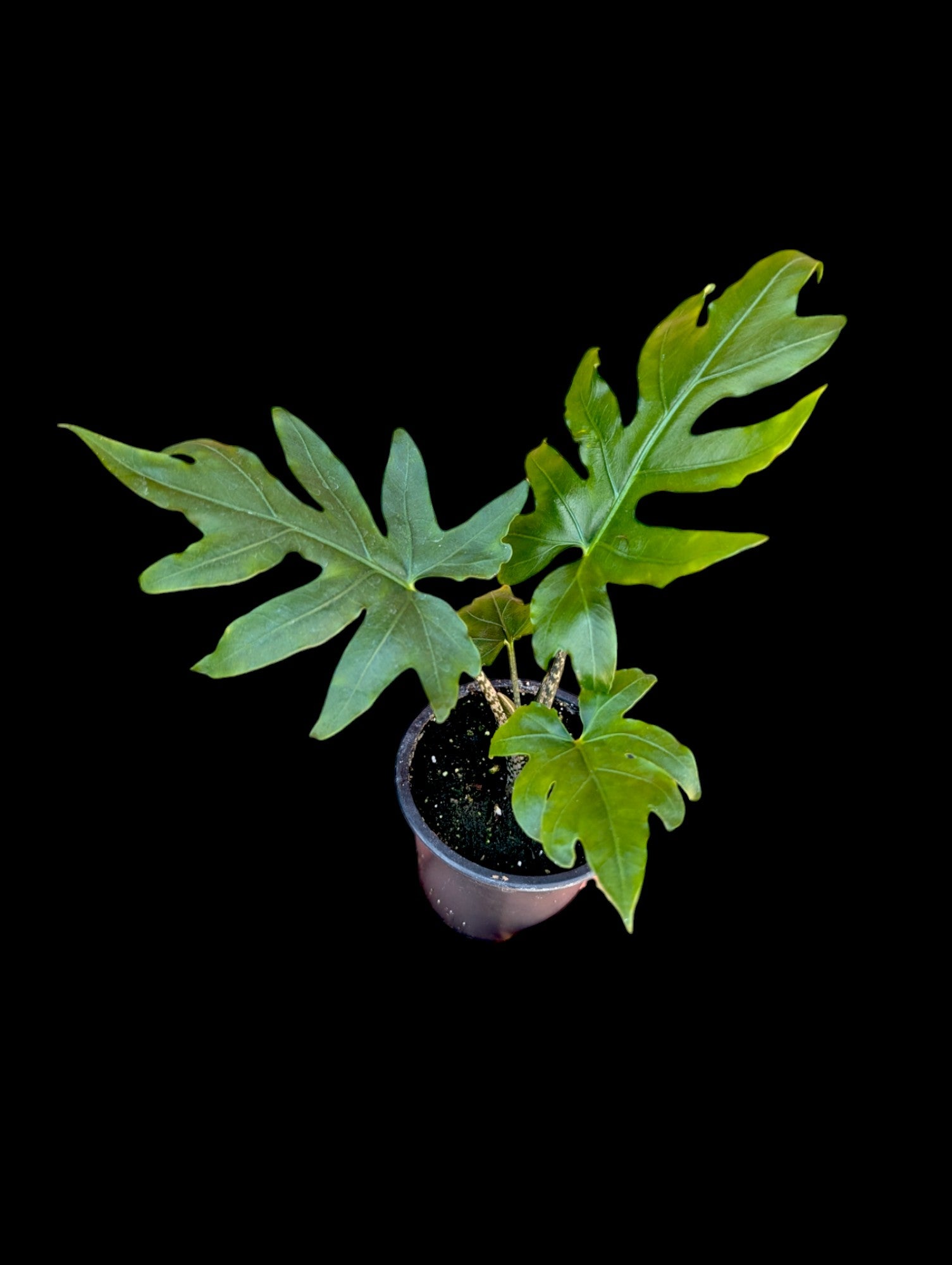 Alocasia brancifolia