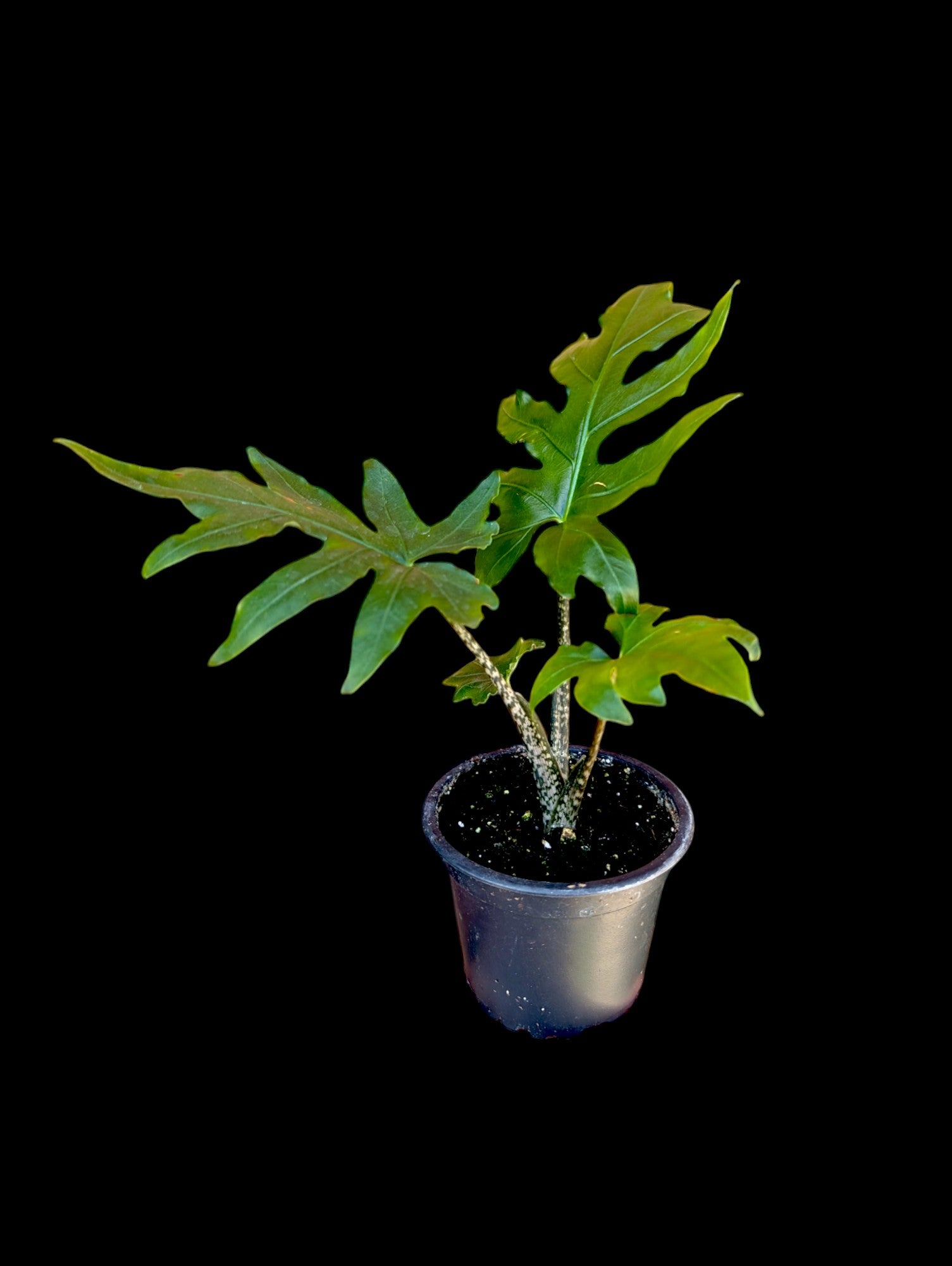 Alocasia brancifolia