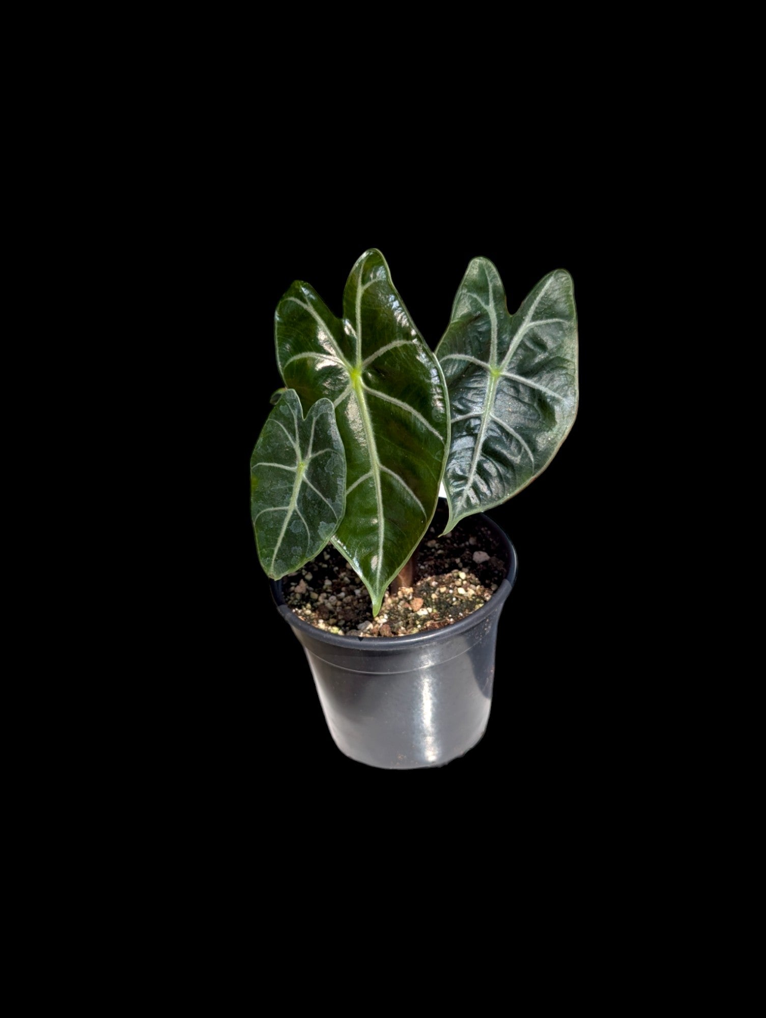 Alocasia 'longiloba' Suhirmaniana Purple