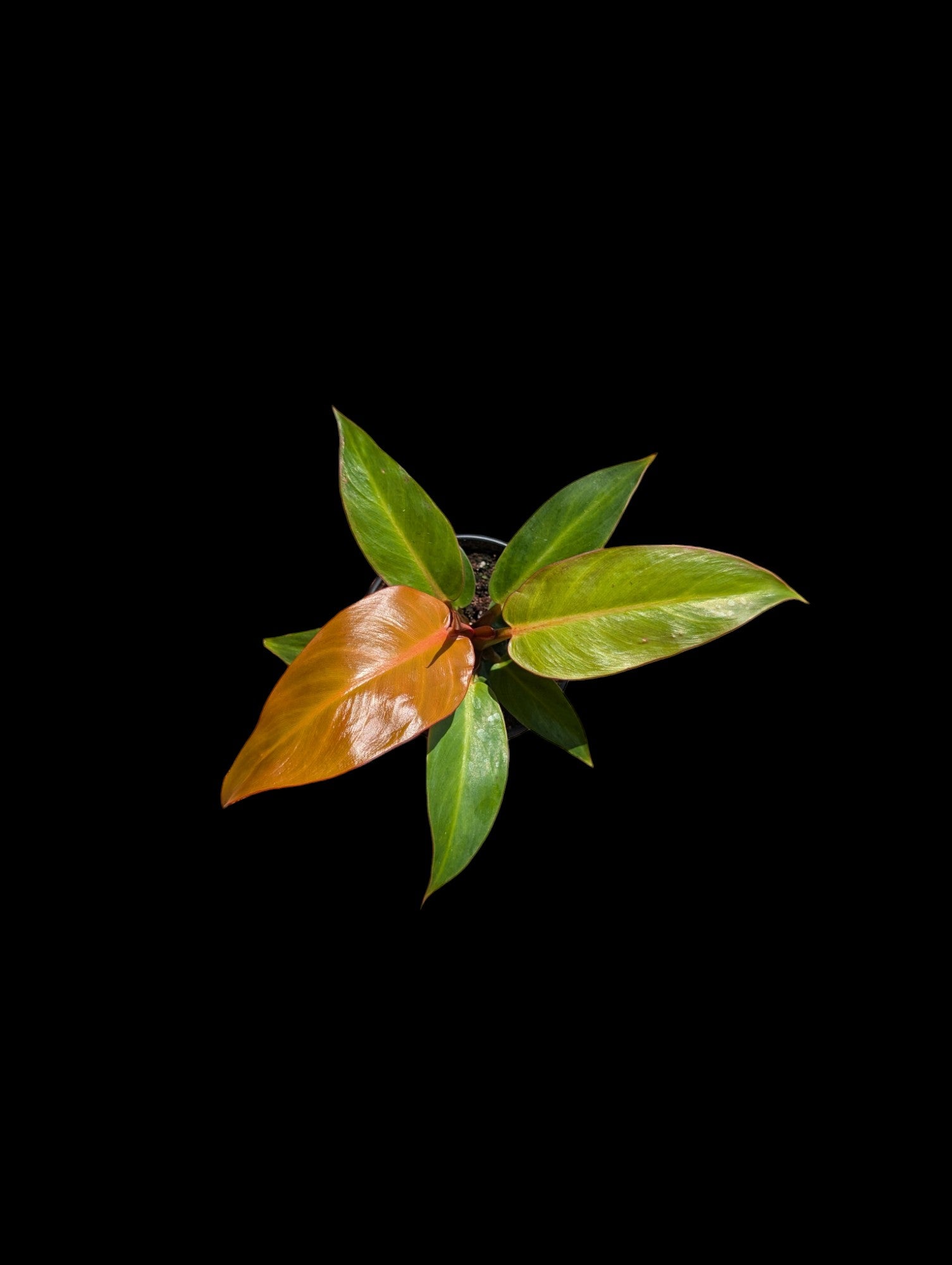 Philodendron 'Prince d'Orange'