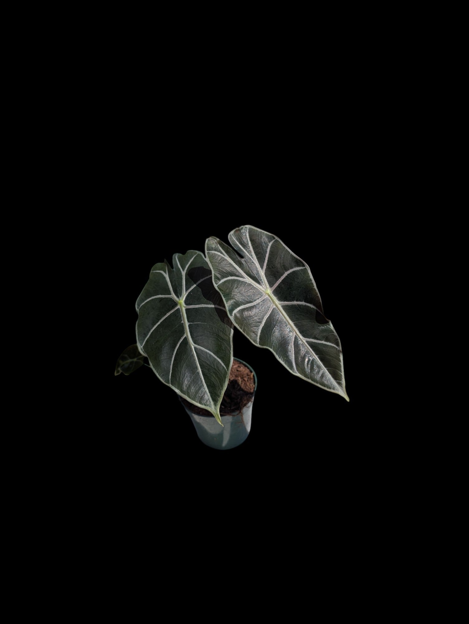 Alocasia Watsoniana Red Vein