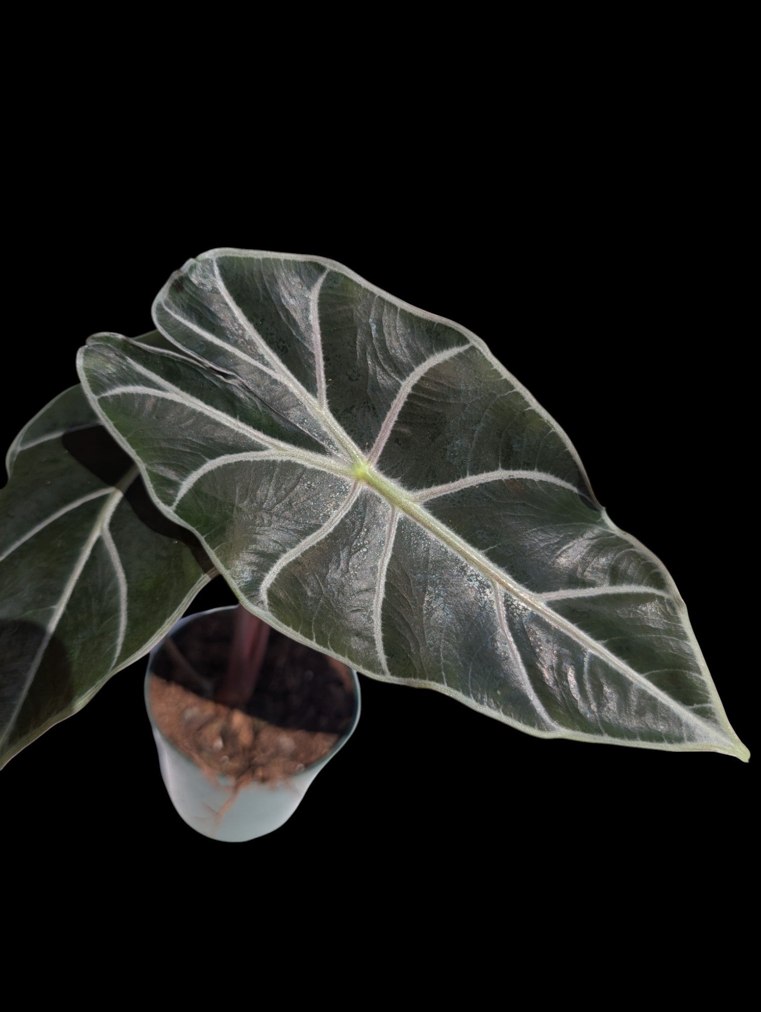 10株　Alocasia Watsoniana Red Vein Alocasia Watsoniana Red Vein