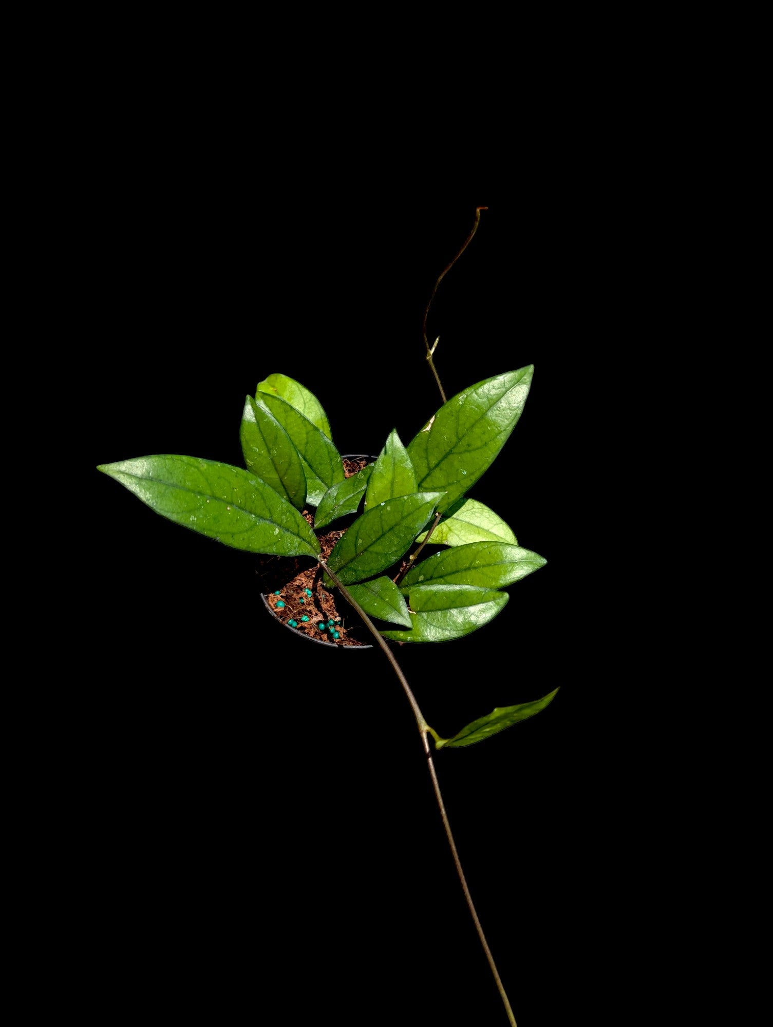 Hoya crassipetiolata
