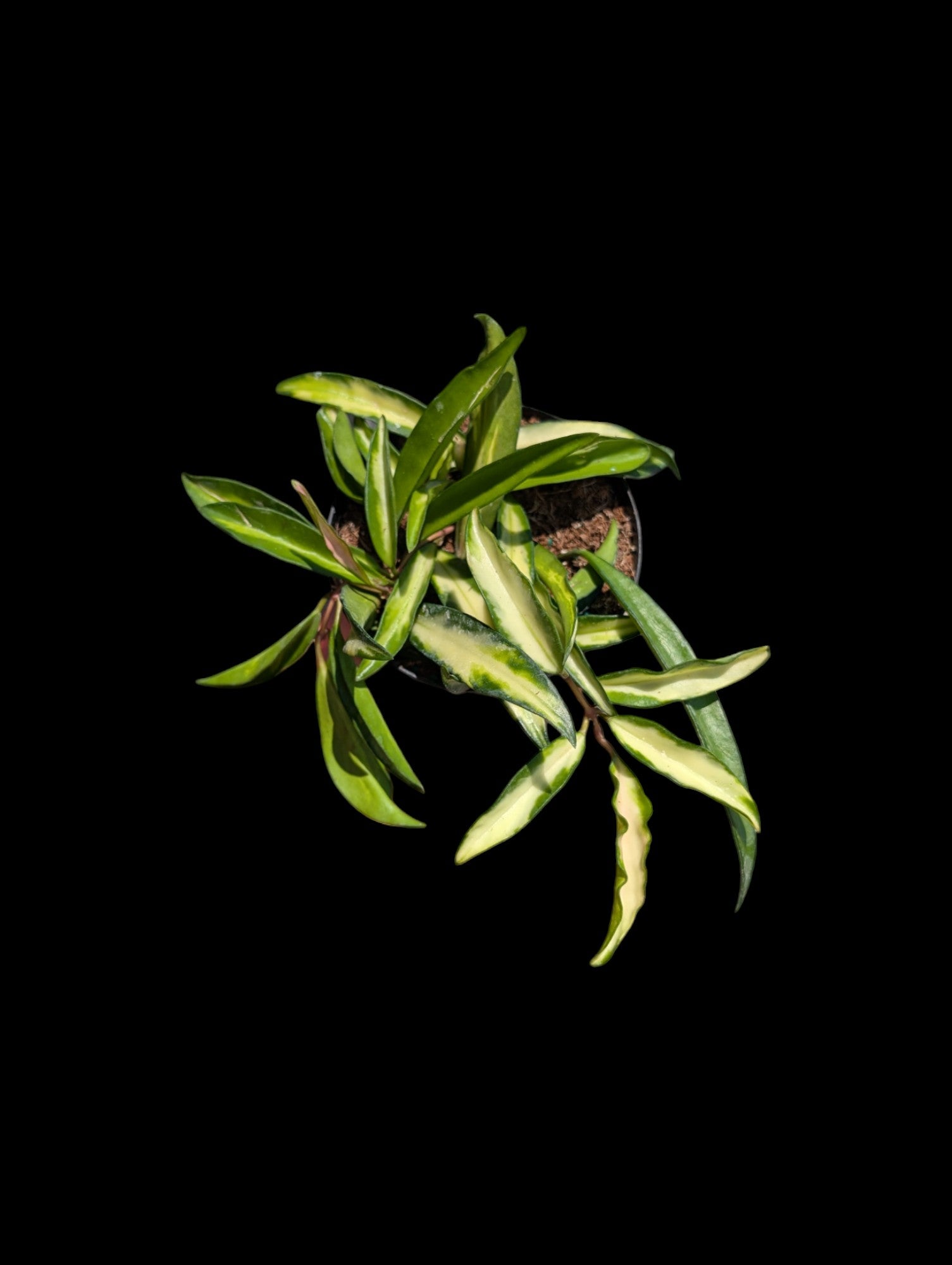Hoya wayetii tricolor