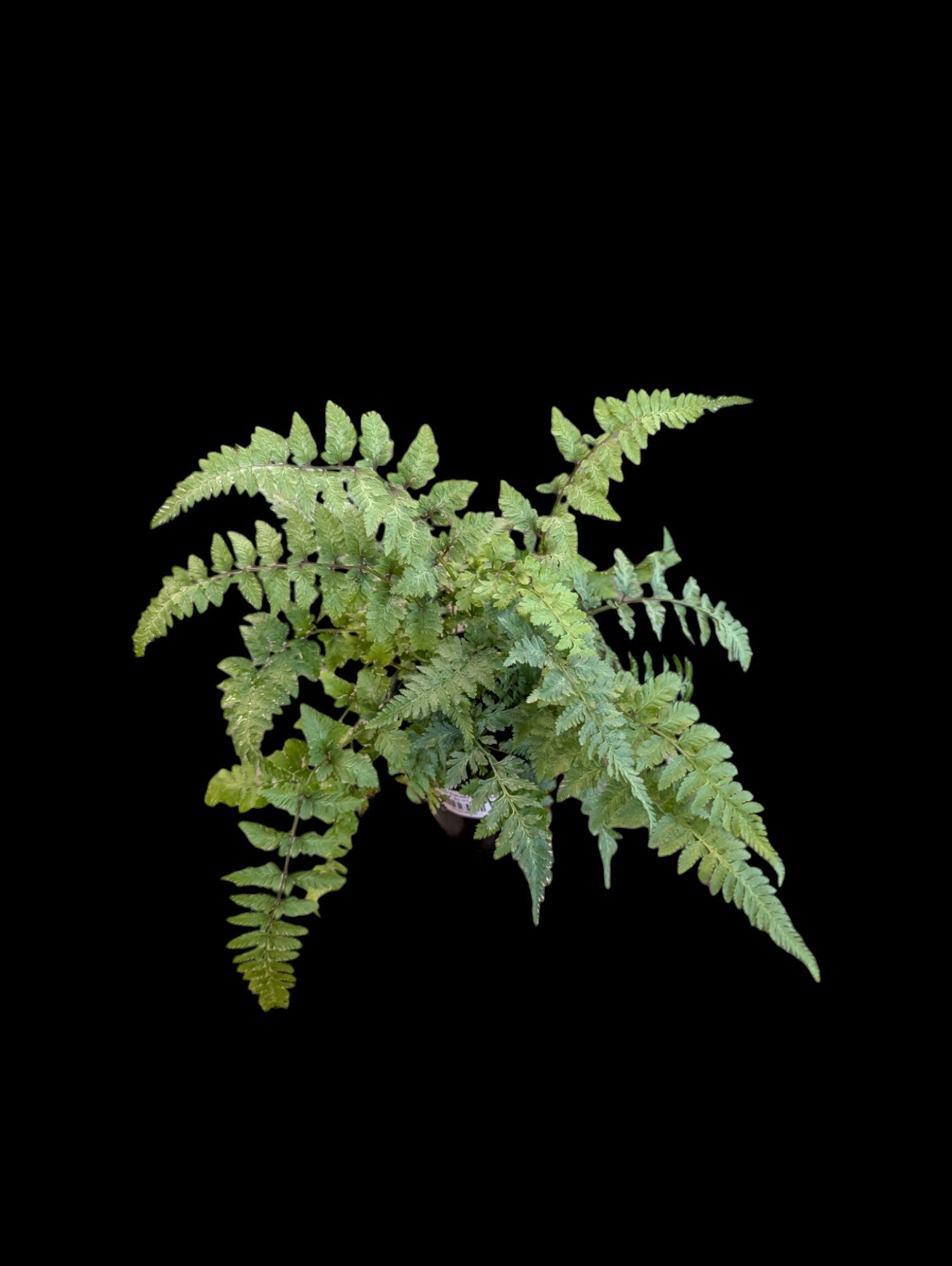 Japanese Painted Fern
