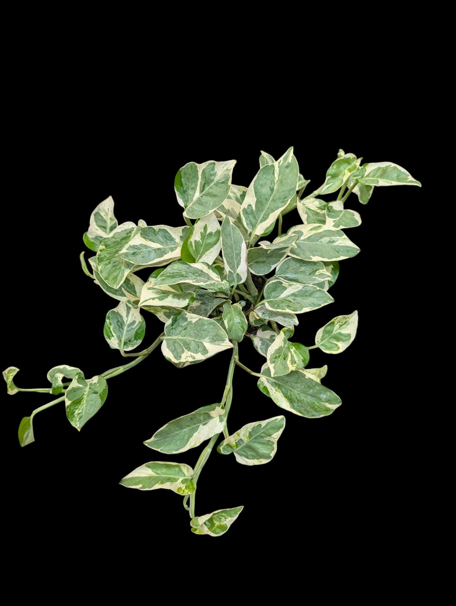 Pothos perles et jade