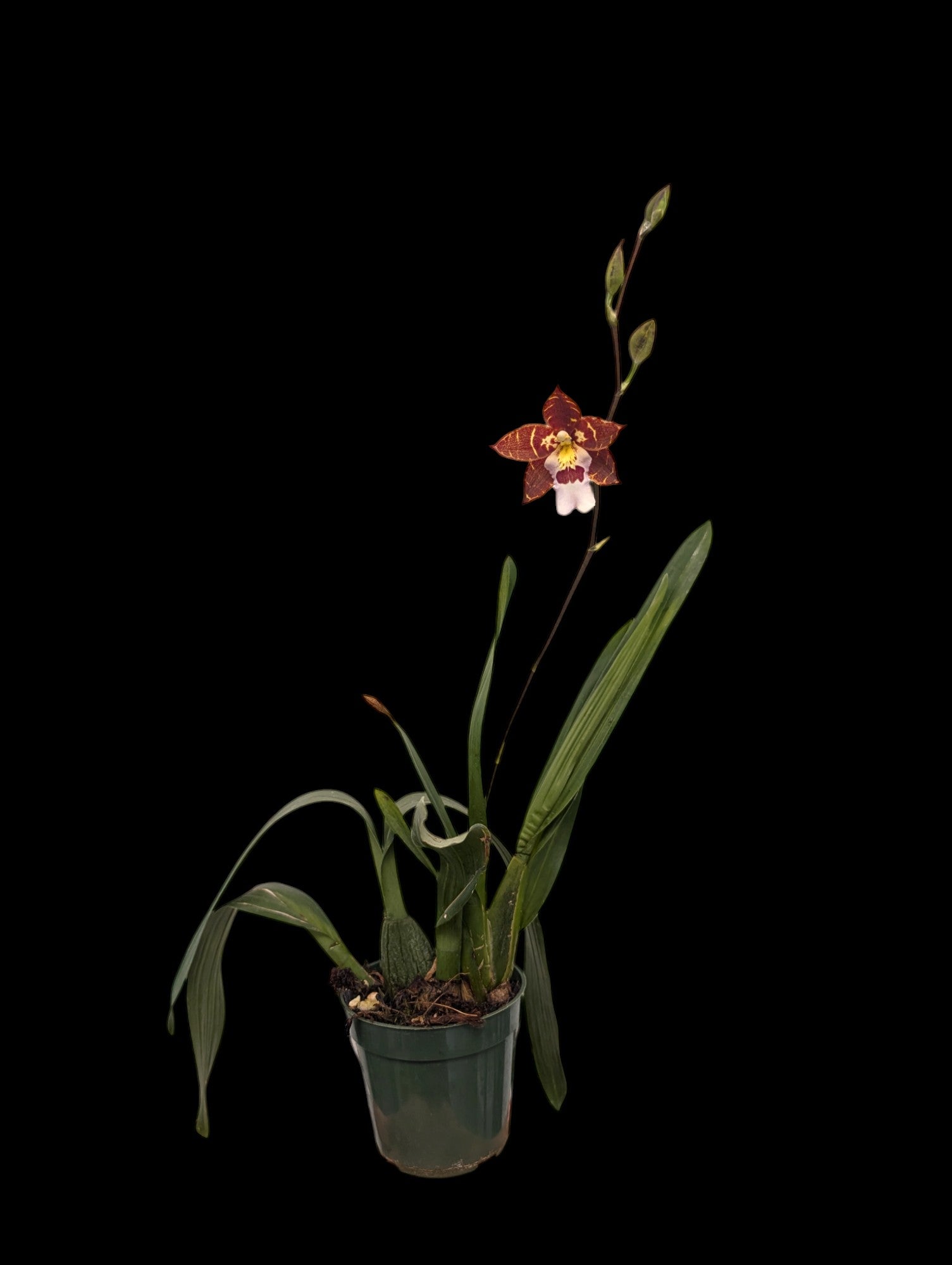 Miltonidium Ingrid Suarez