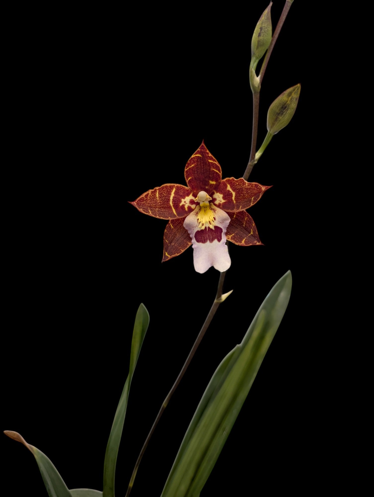 Miltonidium Ingrid Suarez