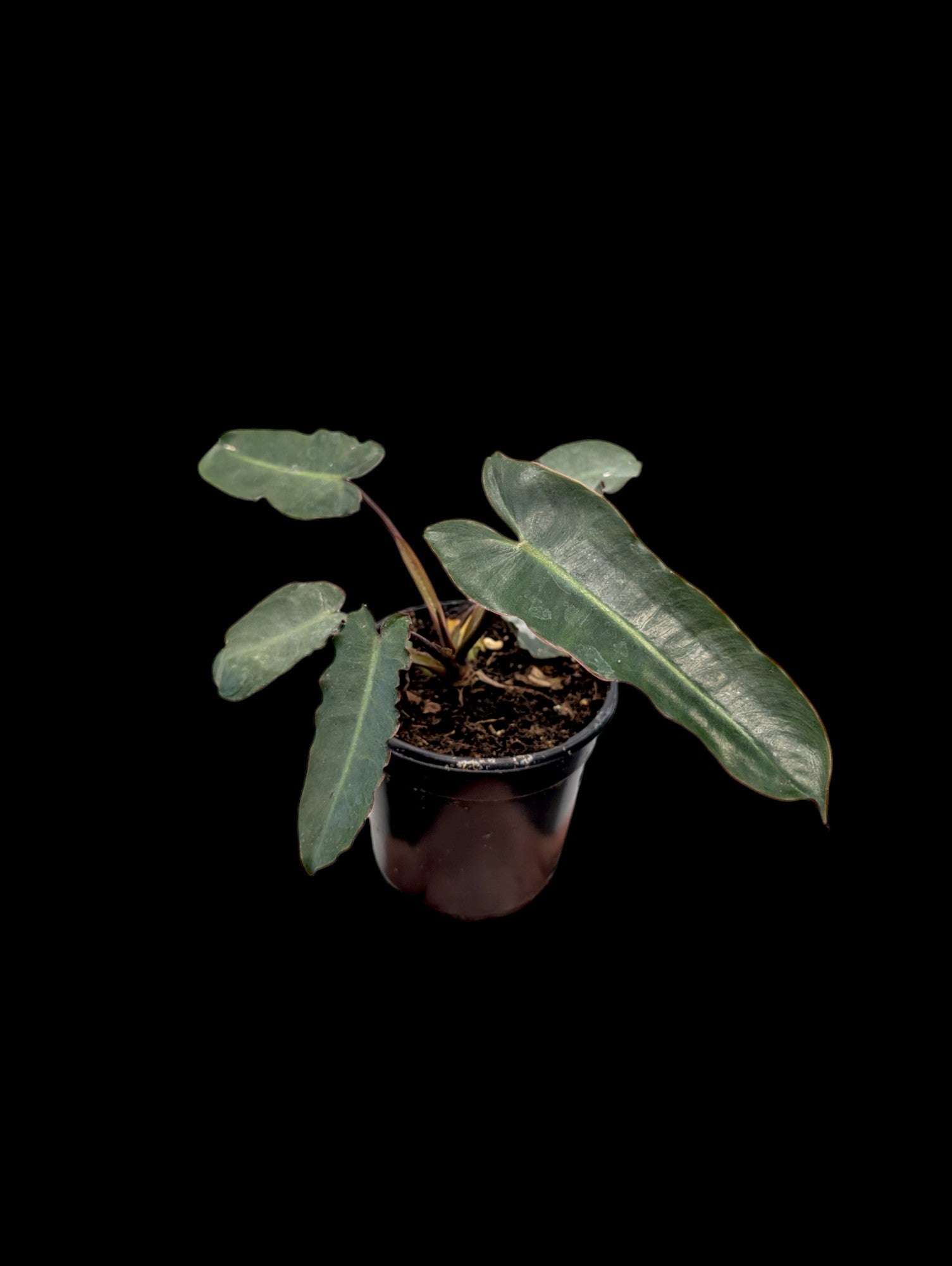 Philodendron billietiae Black Form