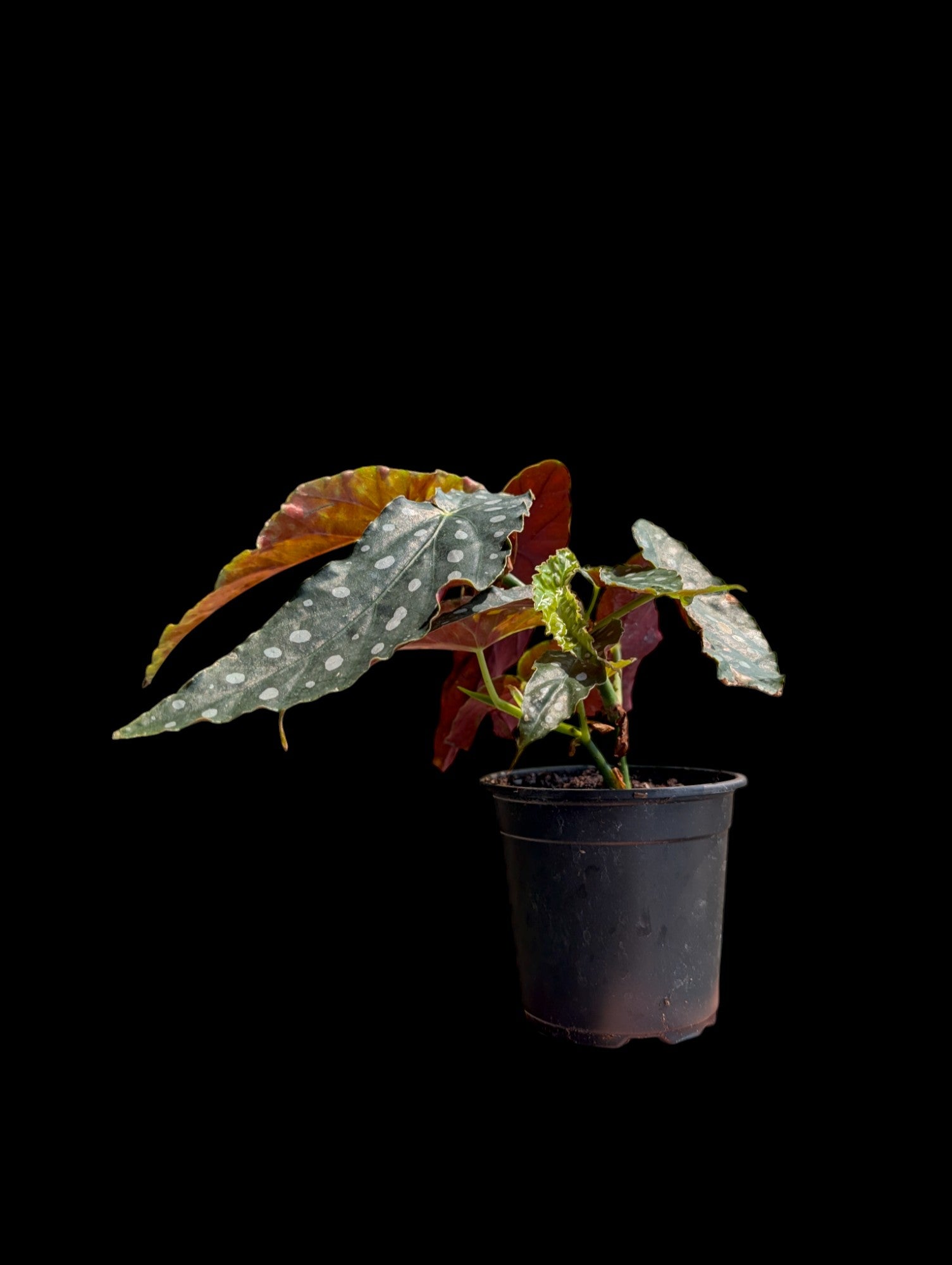 Bégonia maculata