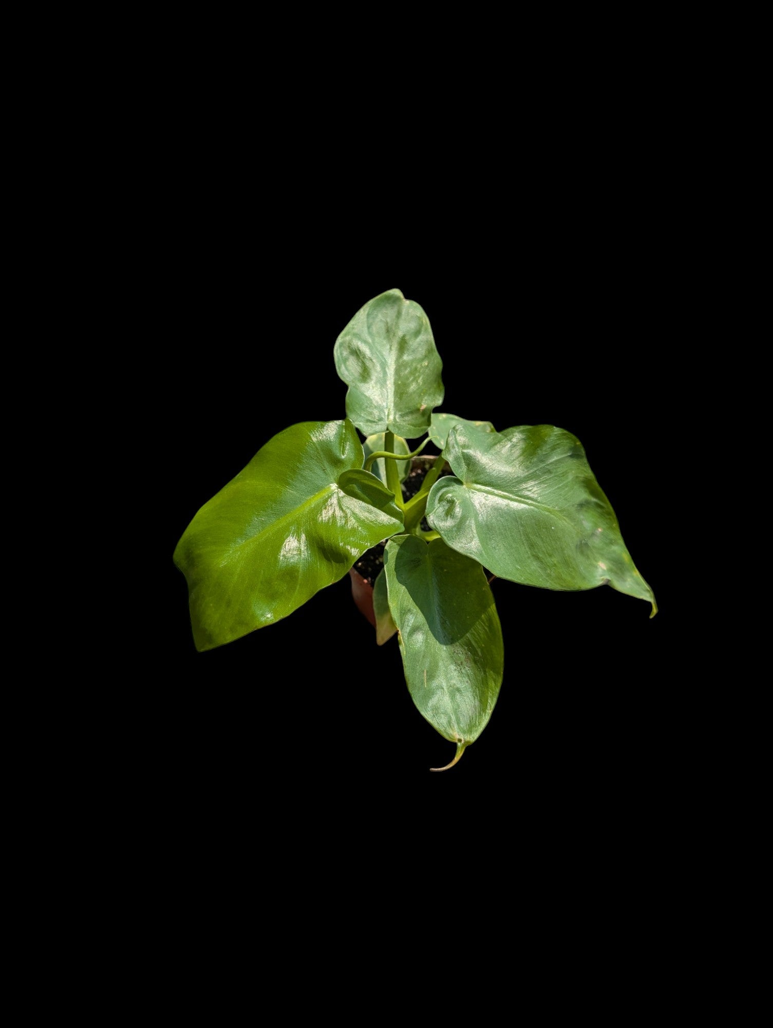 Philodendron Bob Cee