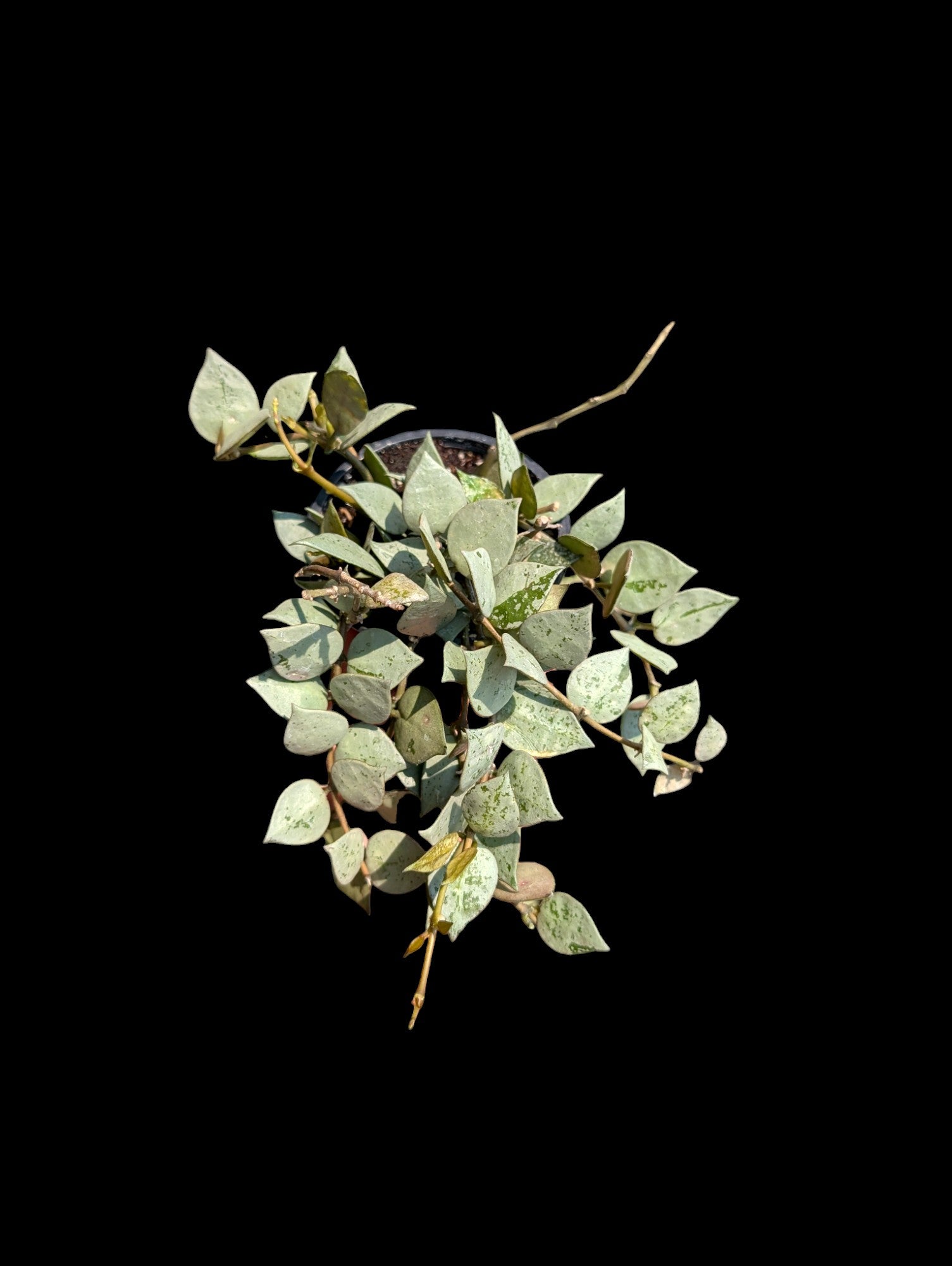 Hoya krohniana 'Super Silver'