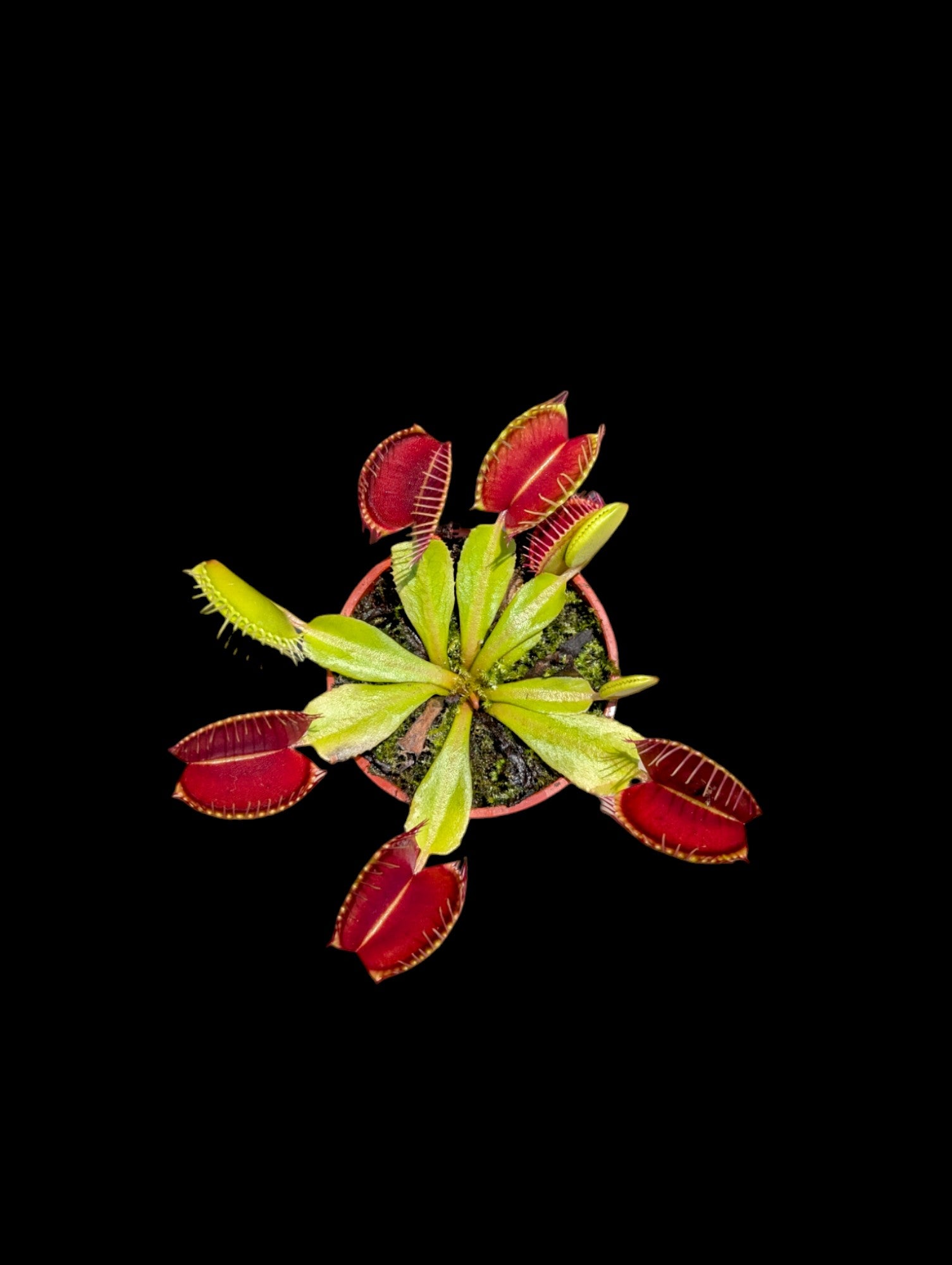 Piège à mouches de Vénus